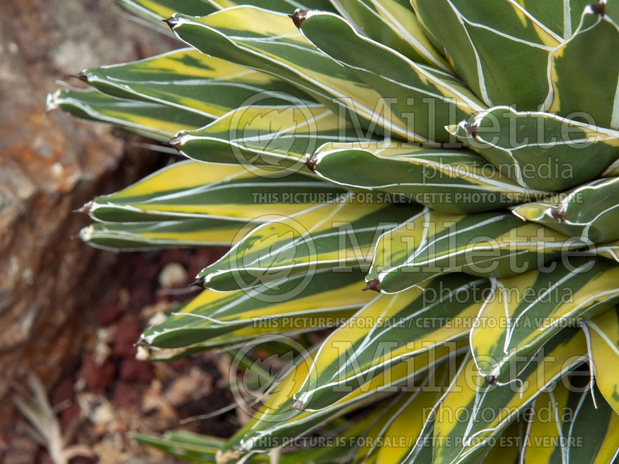 Agave Variegata (Agave cactus) 3