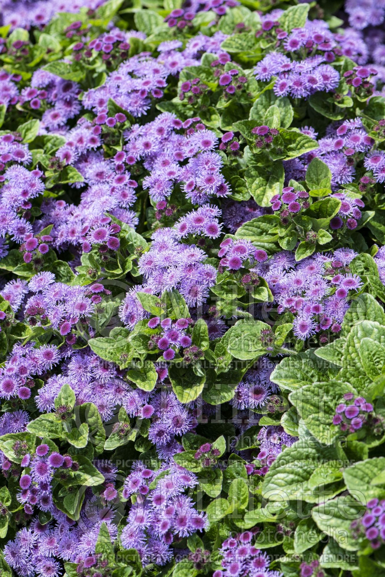 Ageratum Aguilera Purple (Floss flower) 2