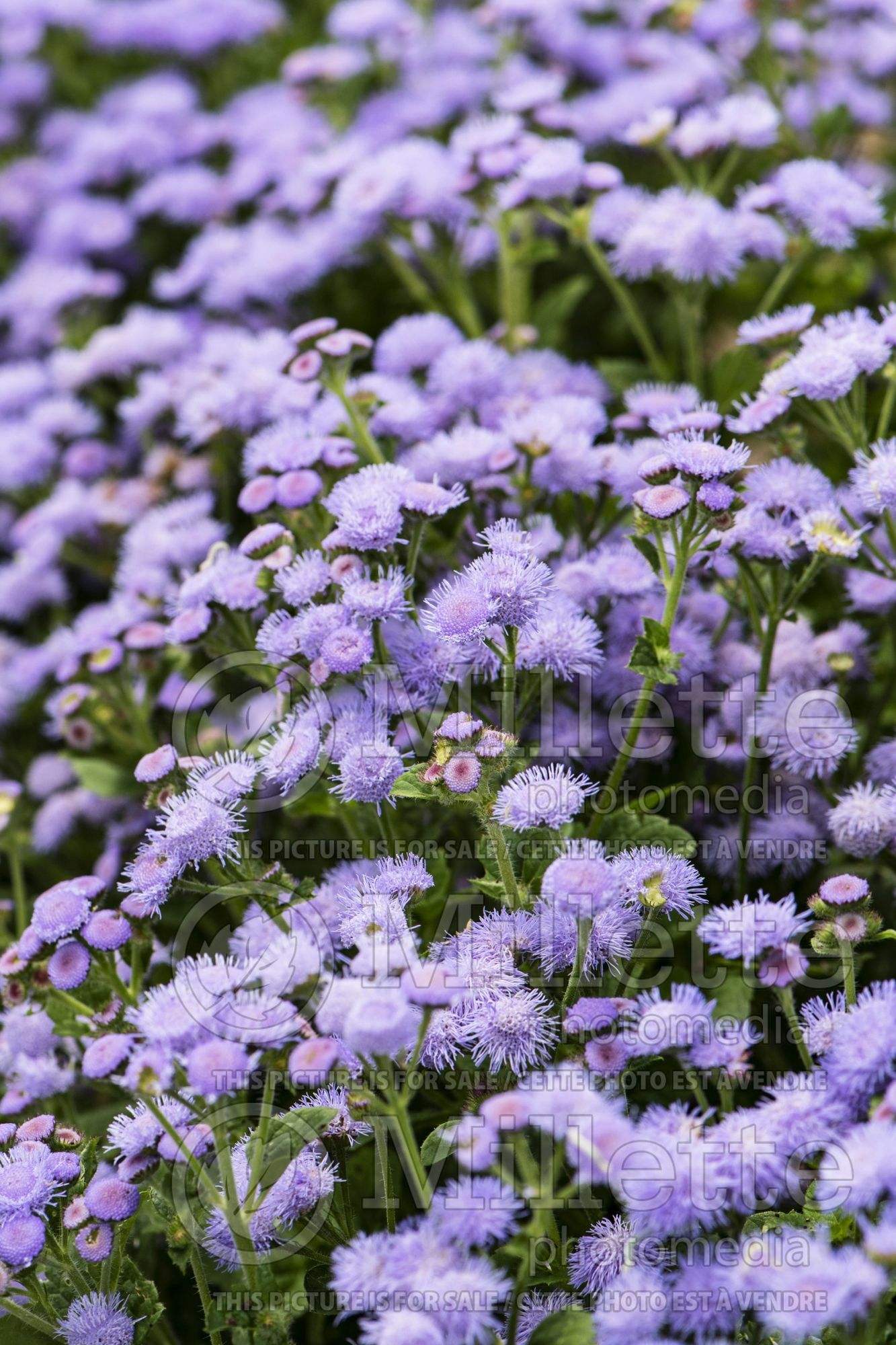 Ageratum Ariella Power Blue (Floss flower) 1