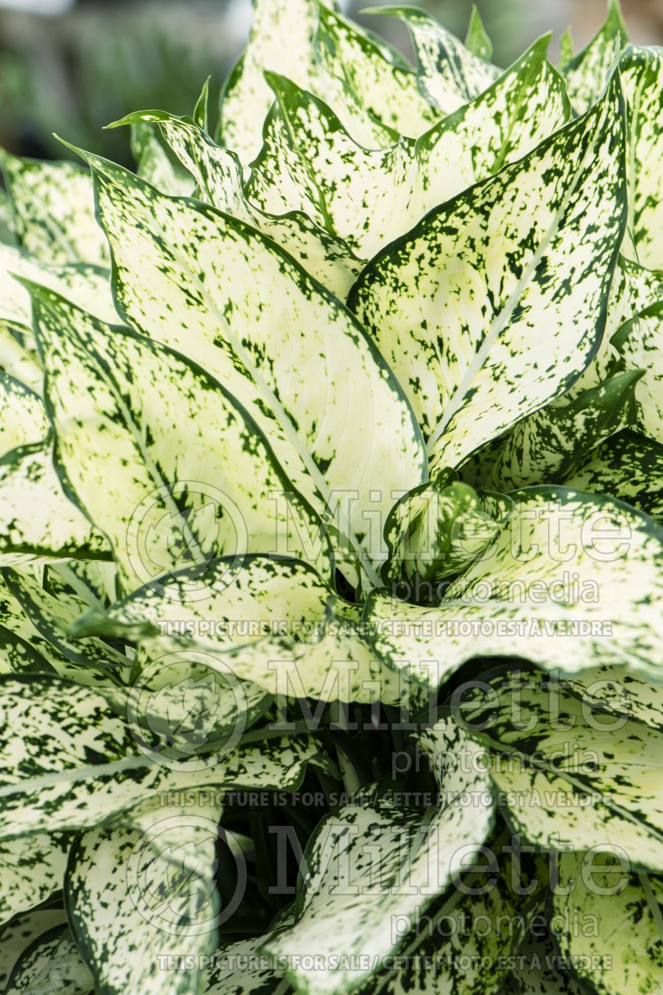 Aglaonema First Diamond (Chinese Evergreen plant) 1