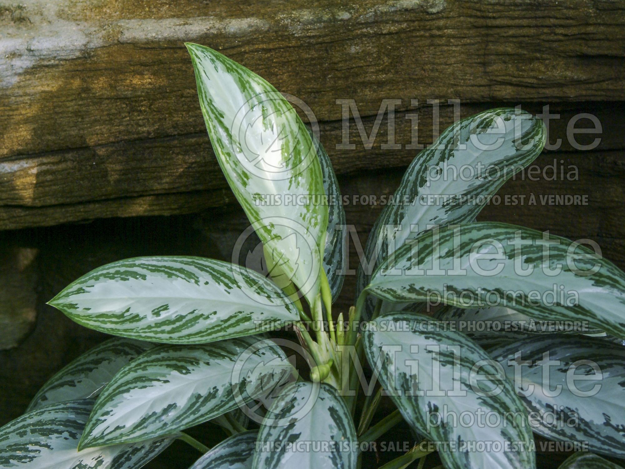 Aglaonema Golden Bay (Aglaonema) 1