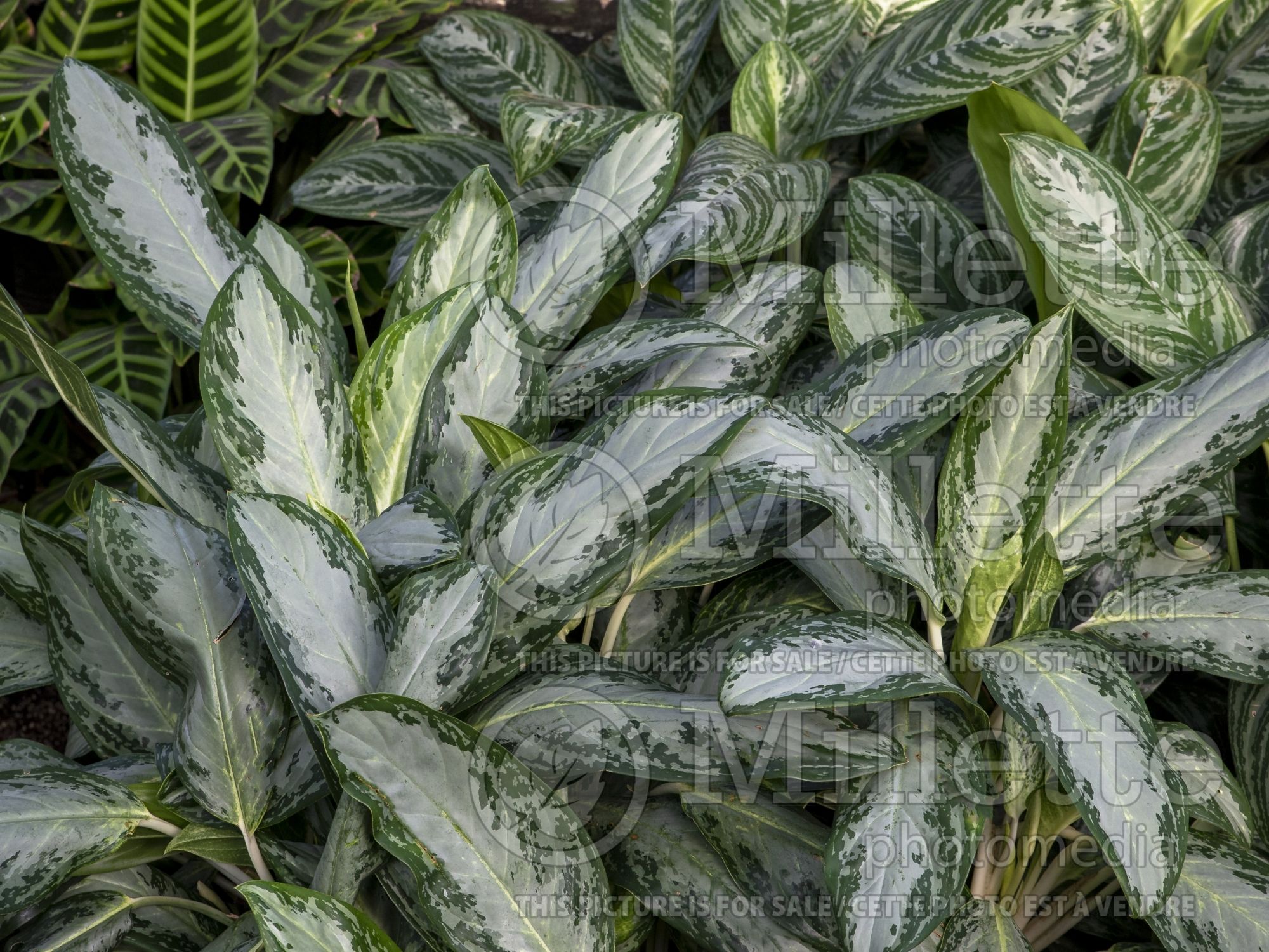 Aglaonema Queen of Siam (Aglaonema) 1