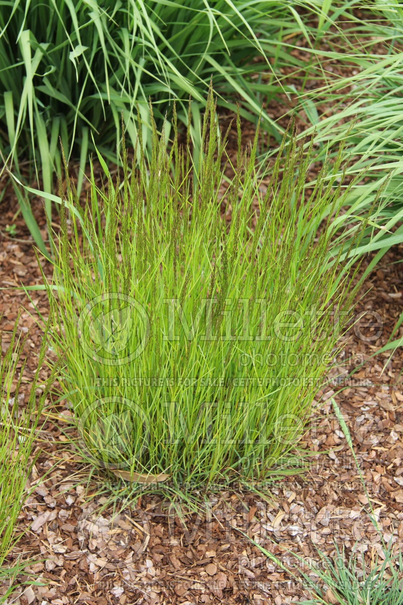 Agrostis capillaris (common bent, colonial bent, browntop ornamental grass) 2