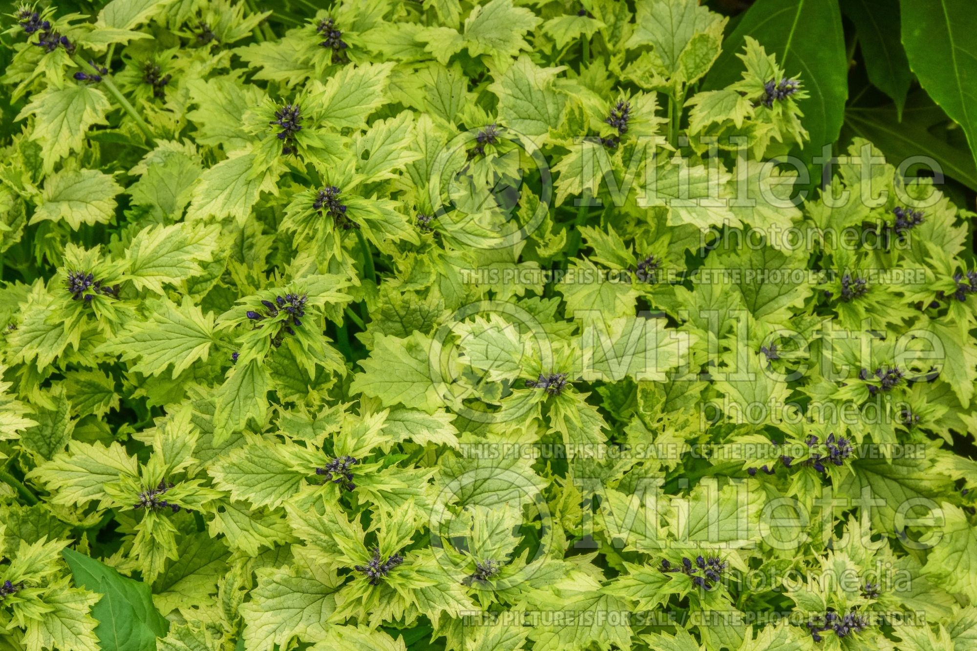 Ajuga Frosted Jade aka Bikun (Bugleweed) 3