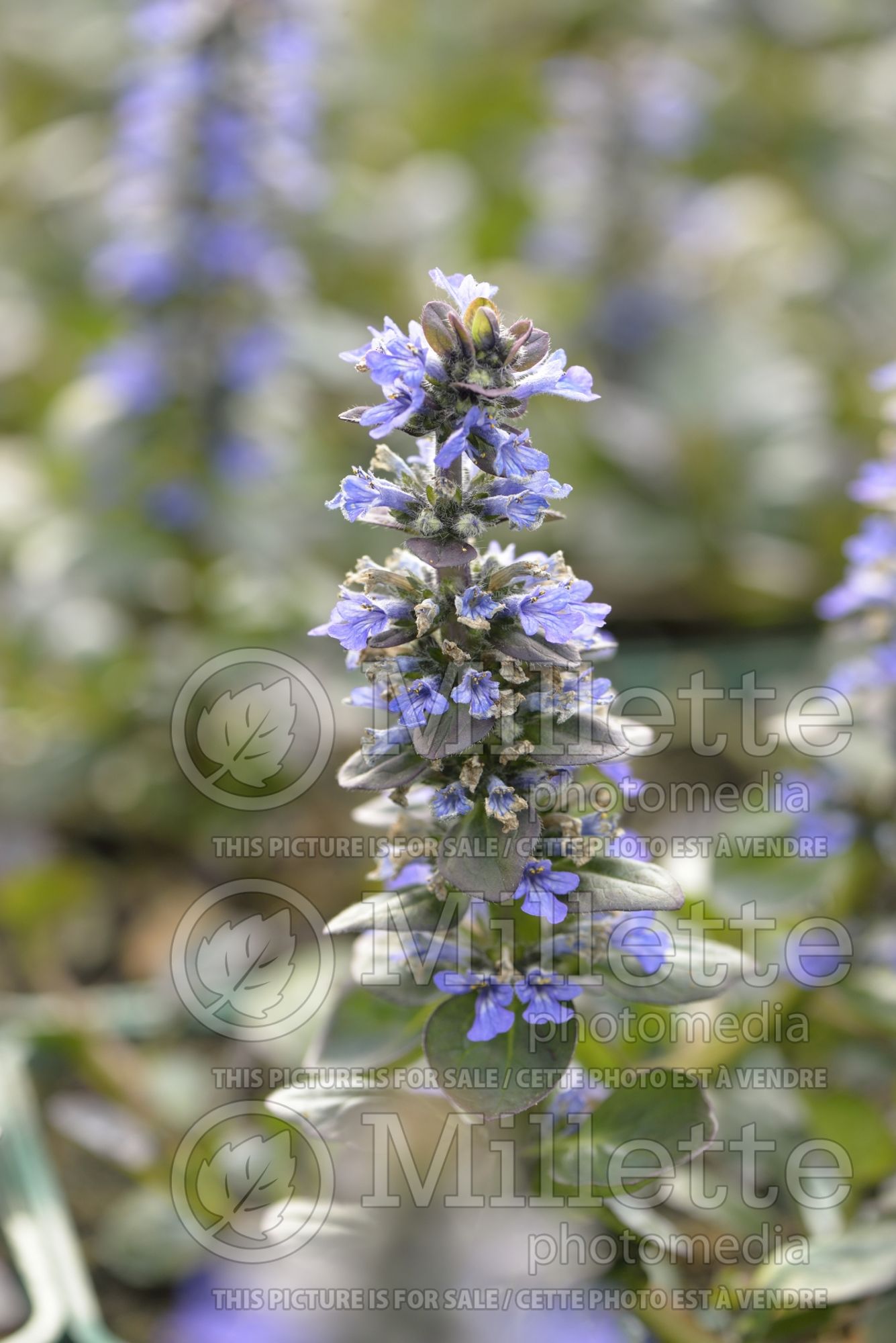 Ajuga Catlin's Giant (Bugleweed) 7