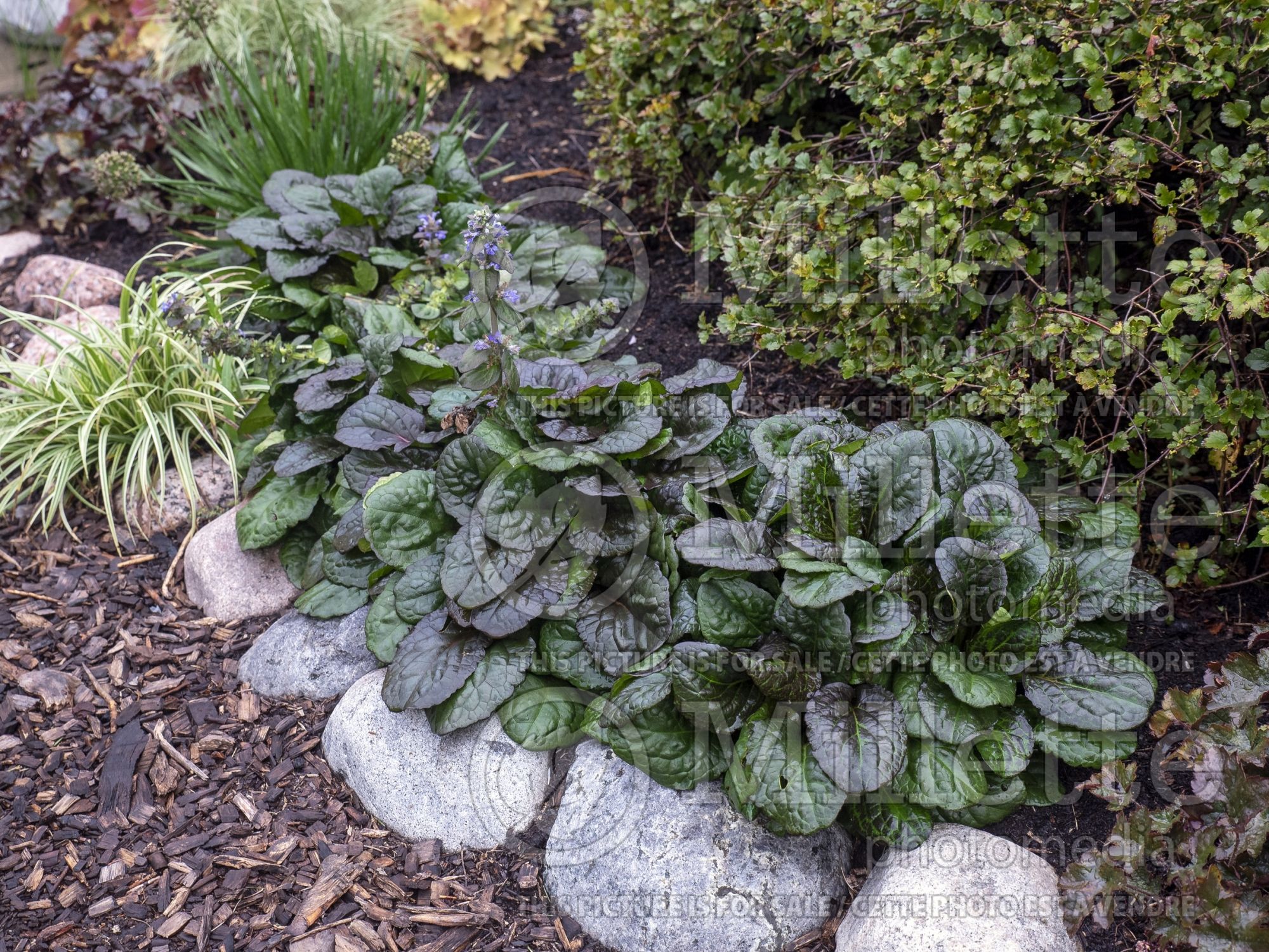 Ajuga Catlin's Giant (Bugleweed) 2