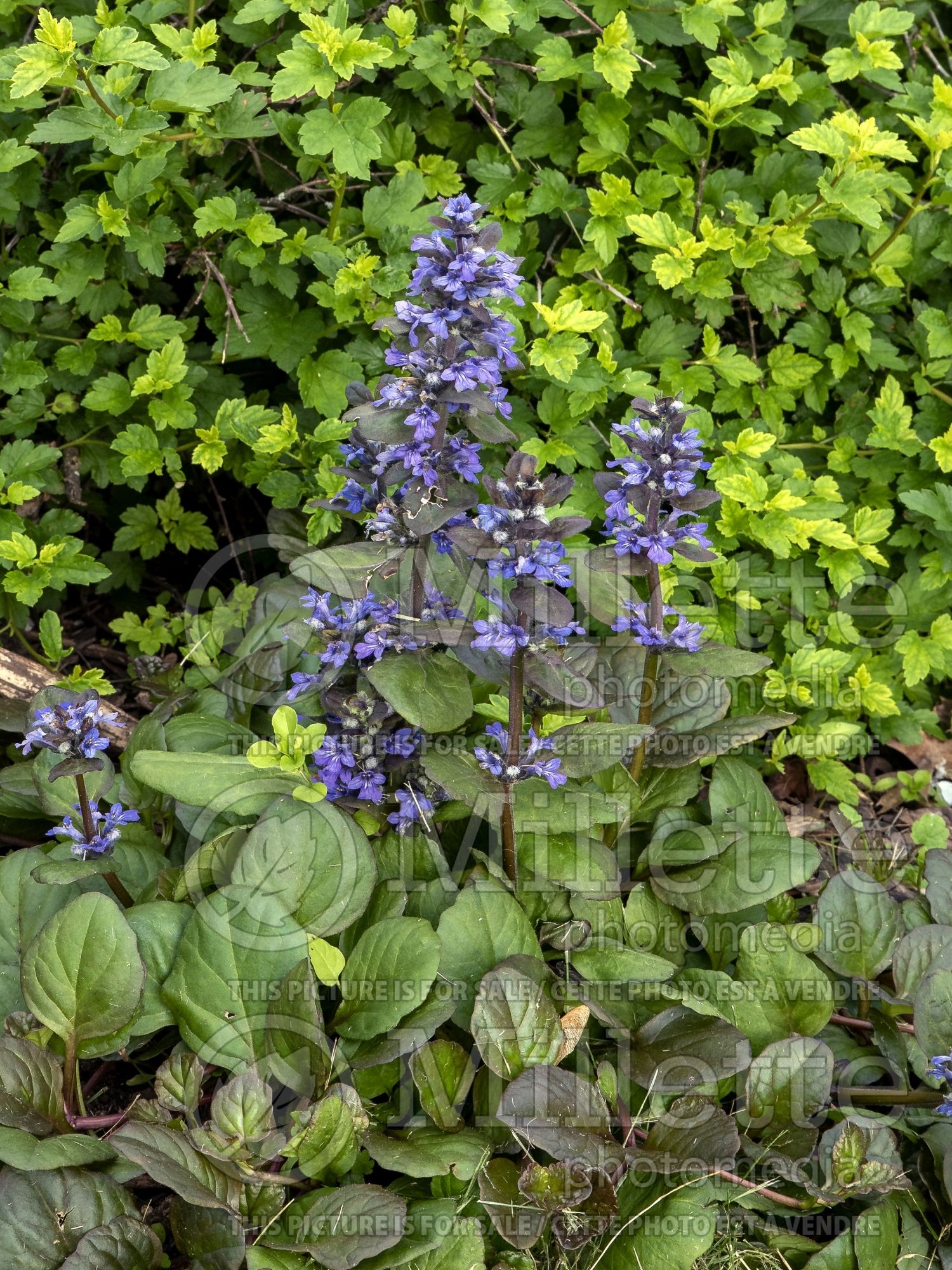 Ajuga Catlin's Giant (Bugleweed) 3