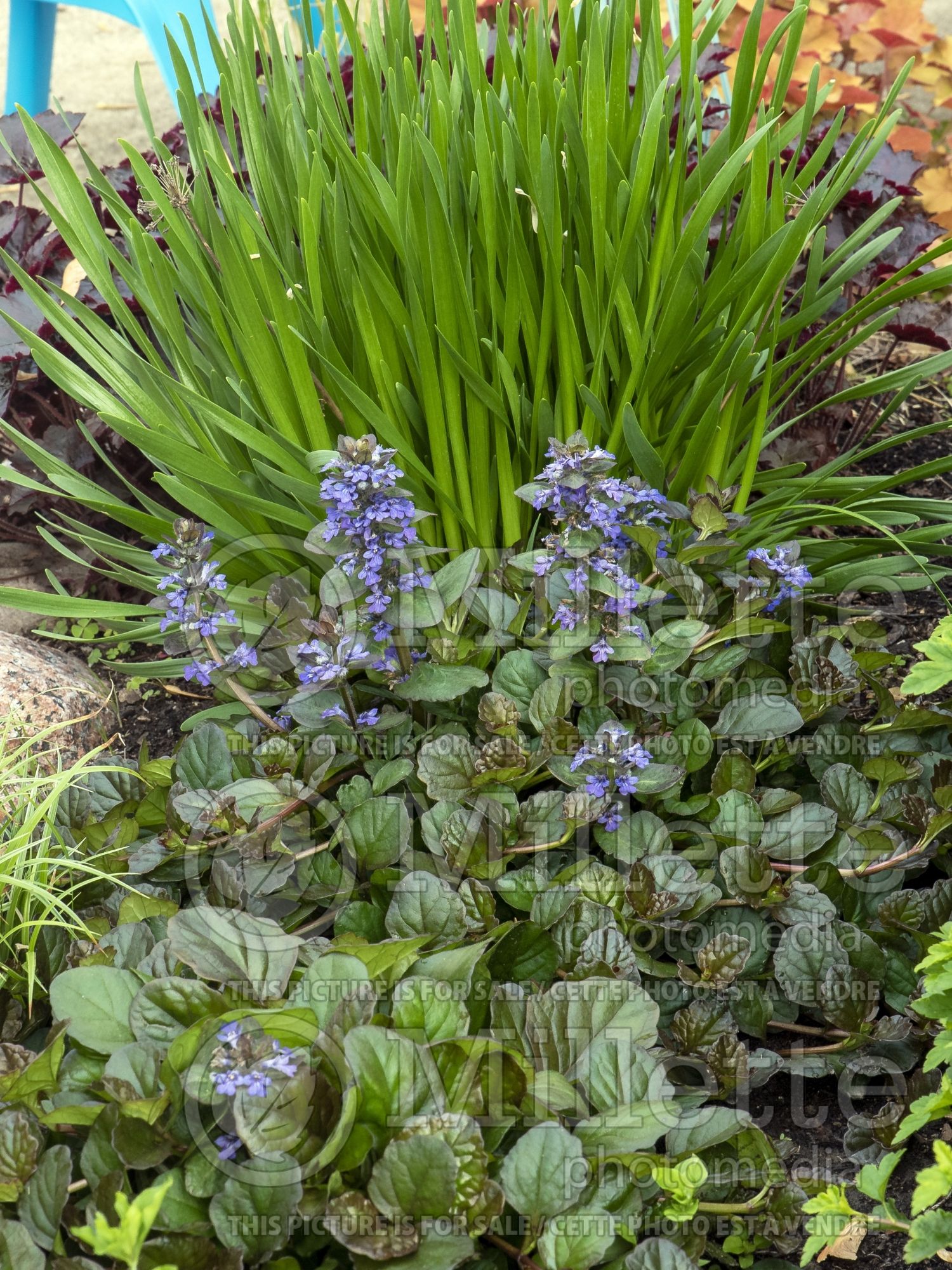 Ajuga Catlin's Giant (Bugleweed) 4