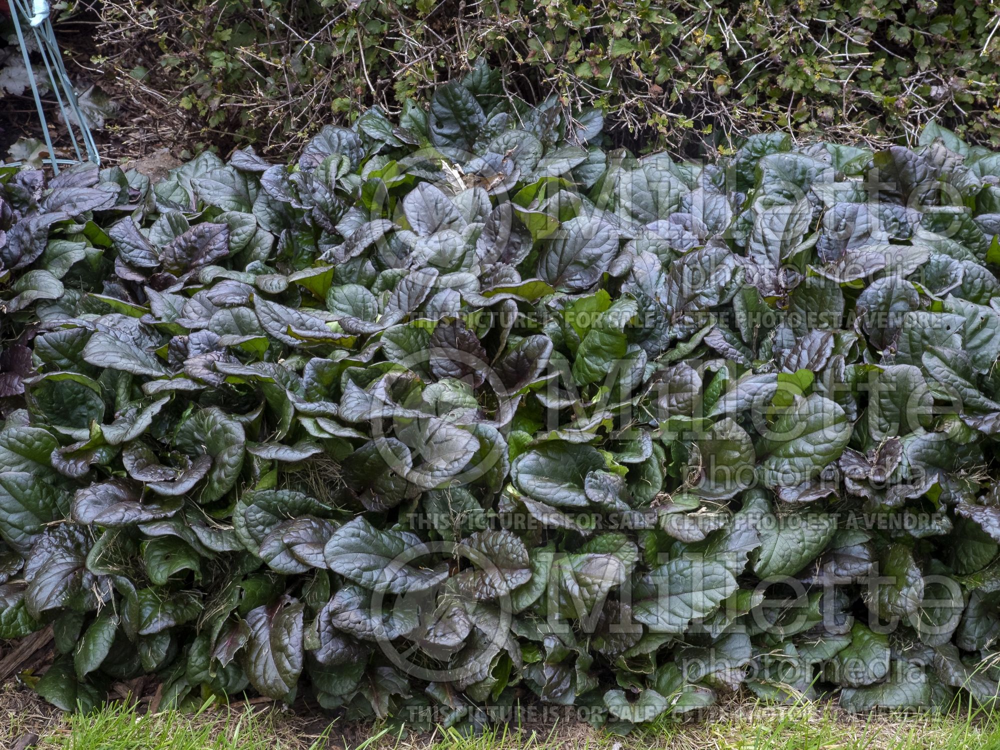 Ajuga Catlin's Giant (Bugleweed) 5