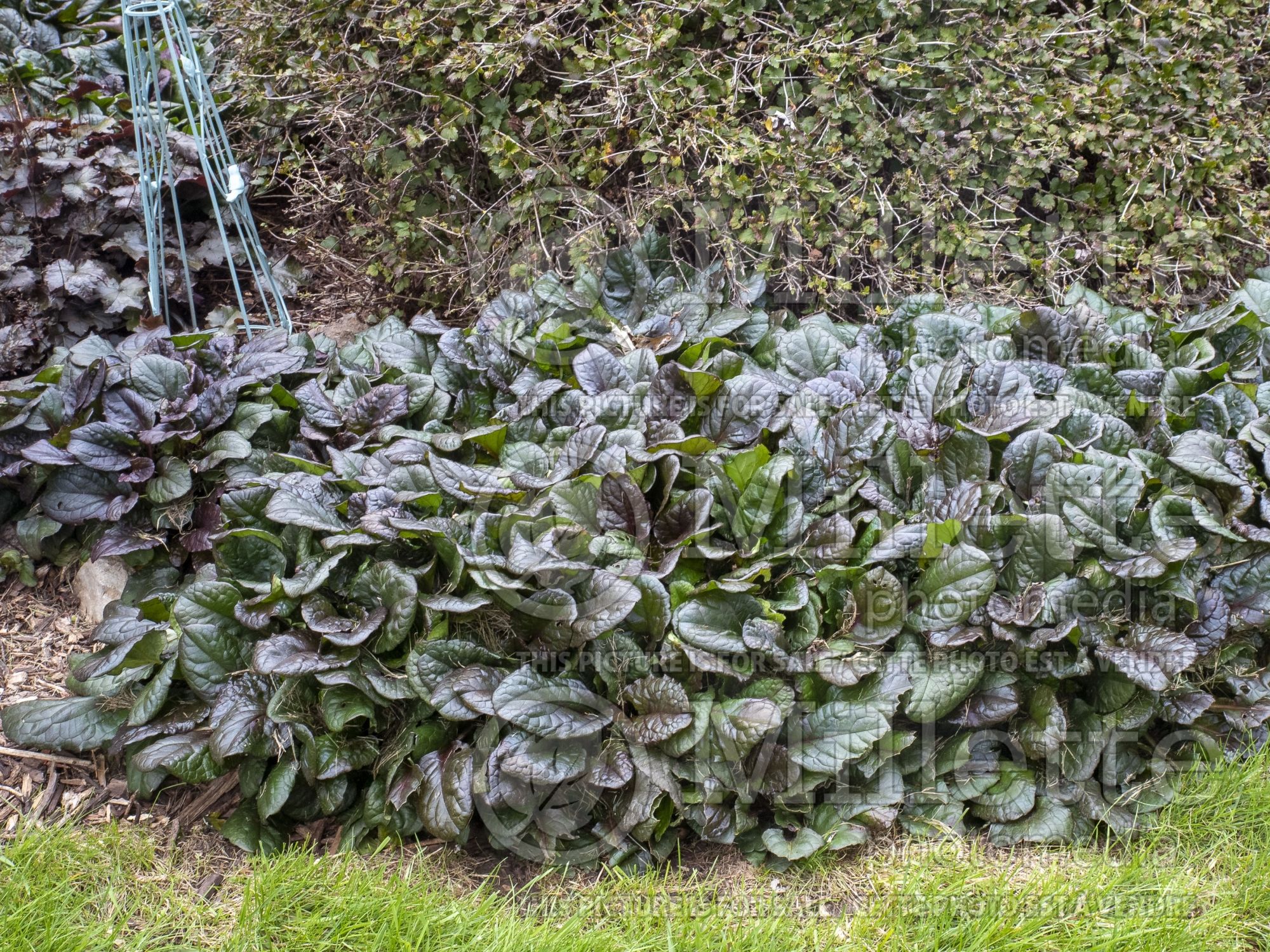Ajuga Catlin's Giant (Bugleweed) 6