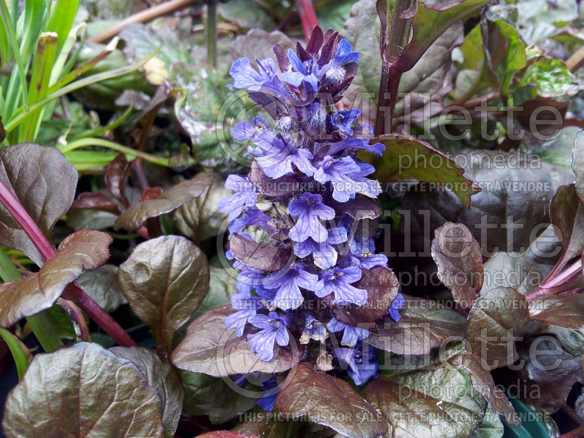 Ajuga Catlin's Giant (Bugleweed) 1