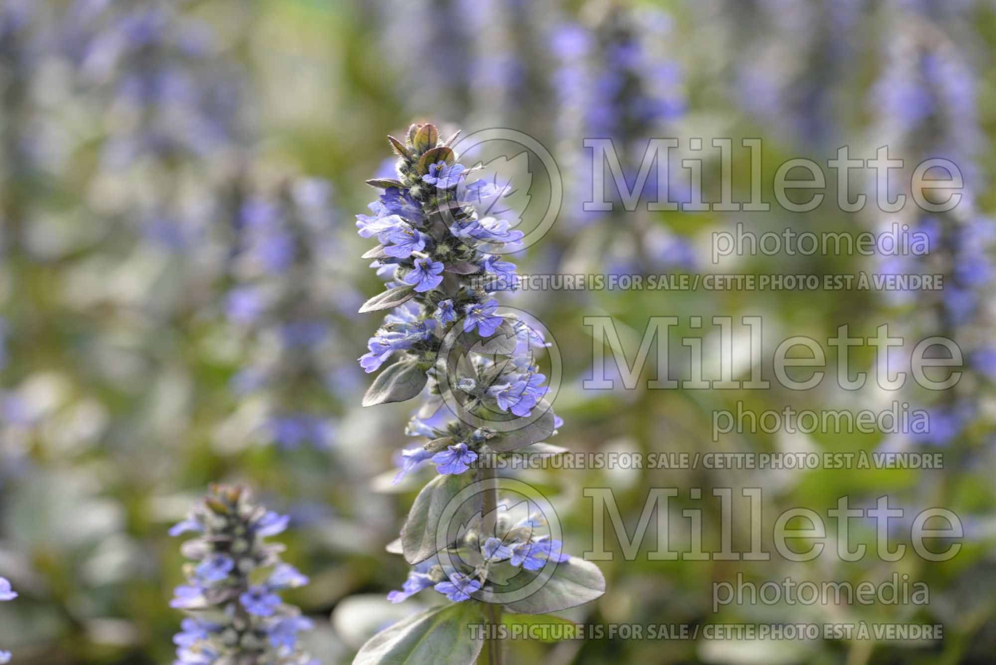 Ajuga Catlin's Giant (Bugleweed) 8