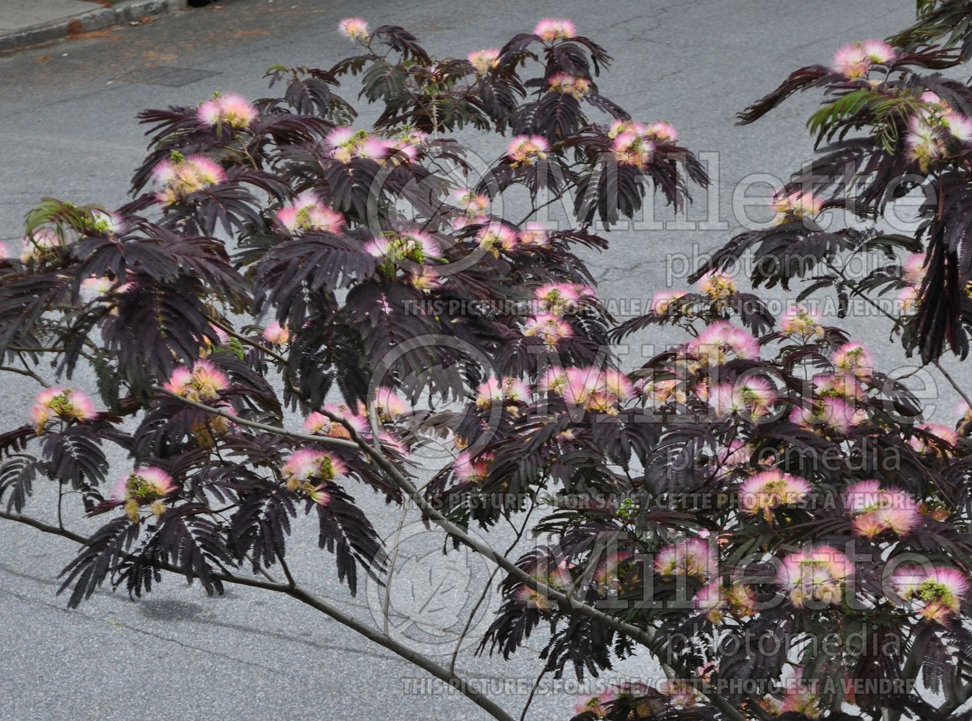Albizia Summer Chocolate (Mimosa Tree) 3