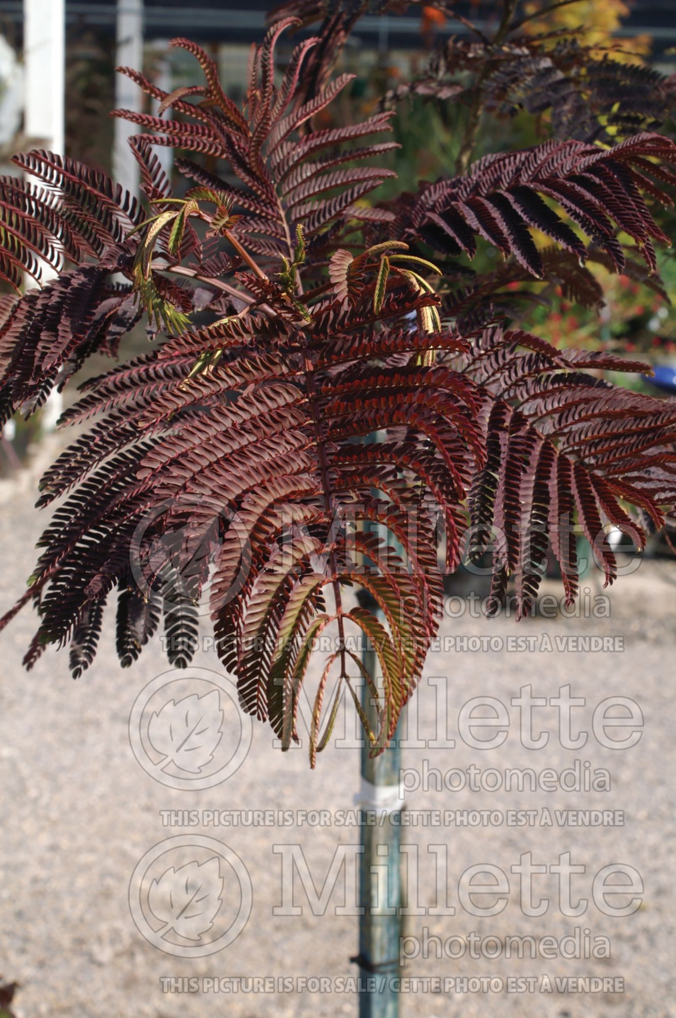 Albizia Summer Chocolate (Mimosa Tree) 4