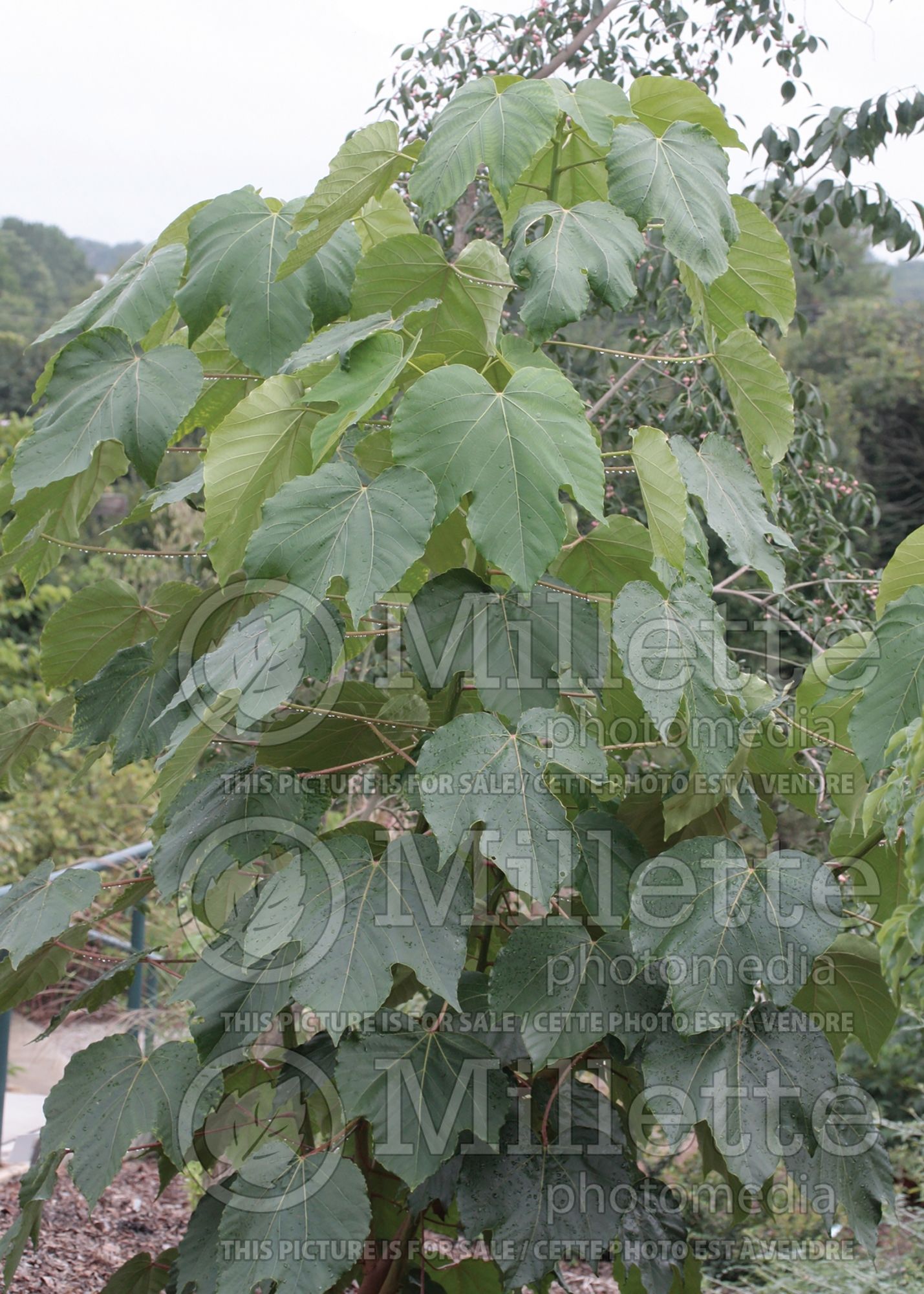 Aleurites aka Vernicia fordii (tung tree) 1