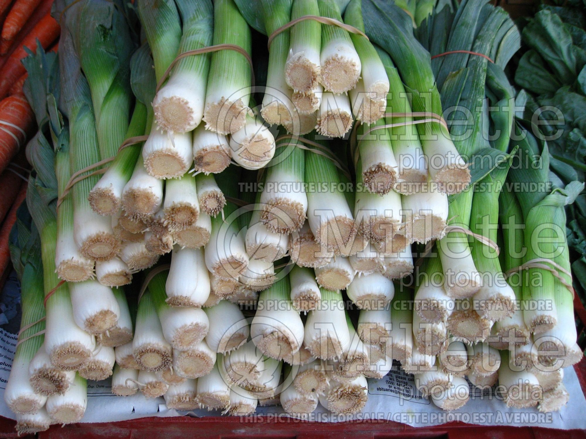 Allium ampeloprasum (Leek vegetable) 5