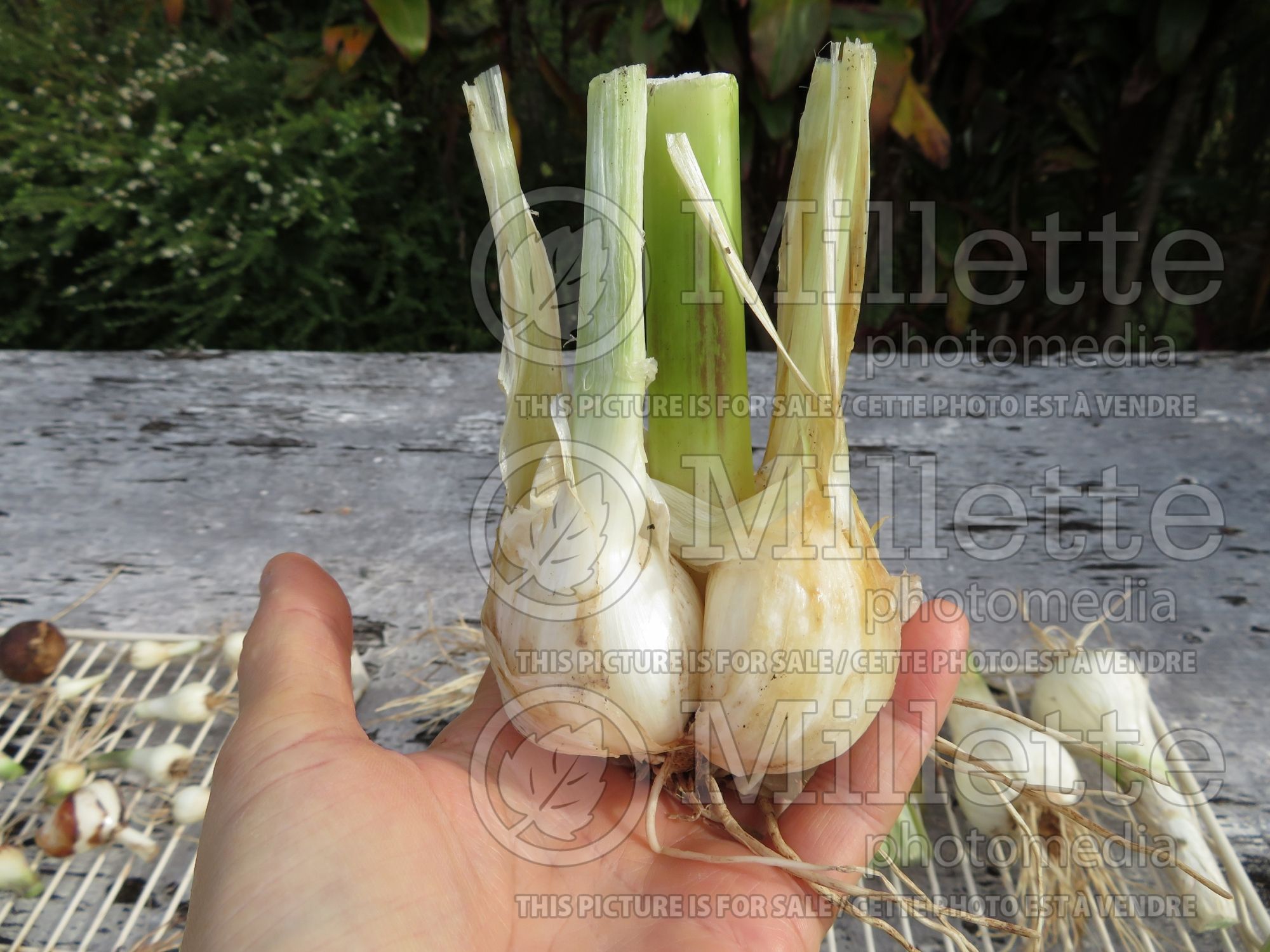 Allium ampeloprasum (Leek vegetable) 6