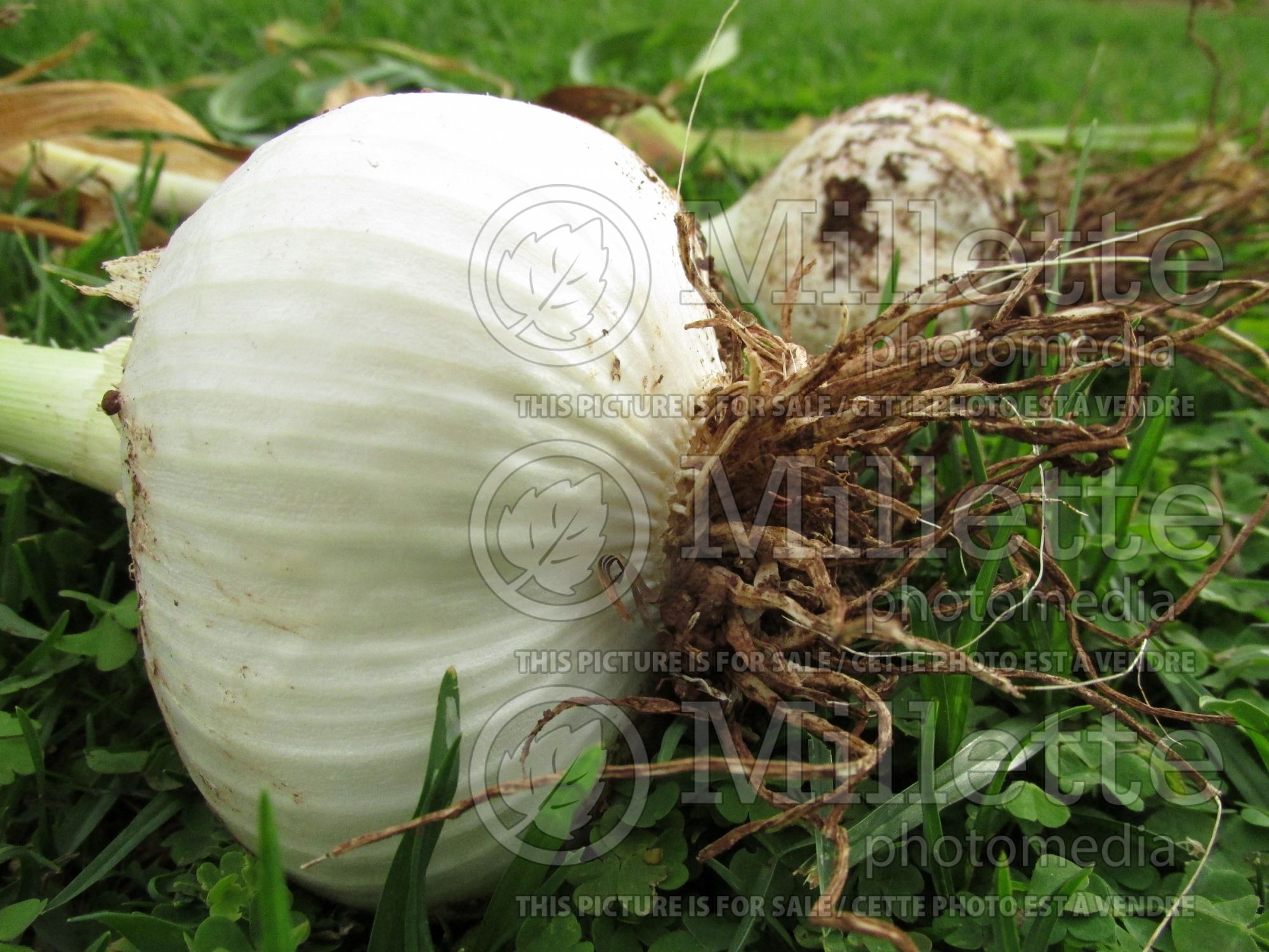 Allium ampeloprasum (Leek vegetable) 7
