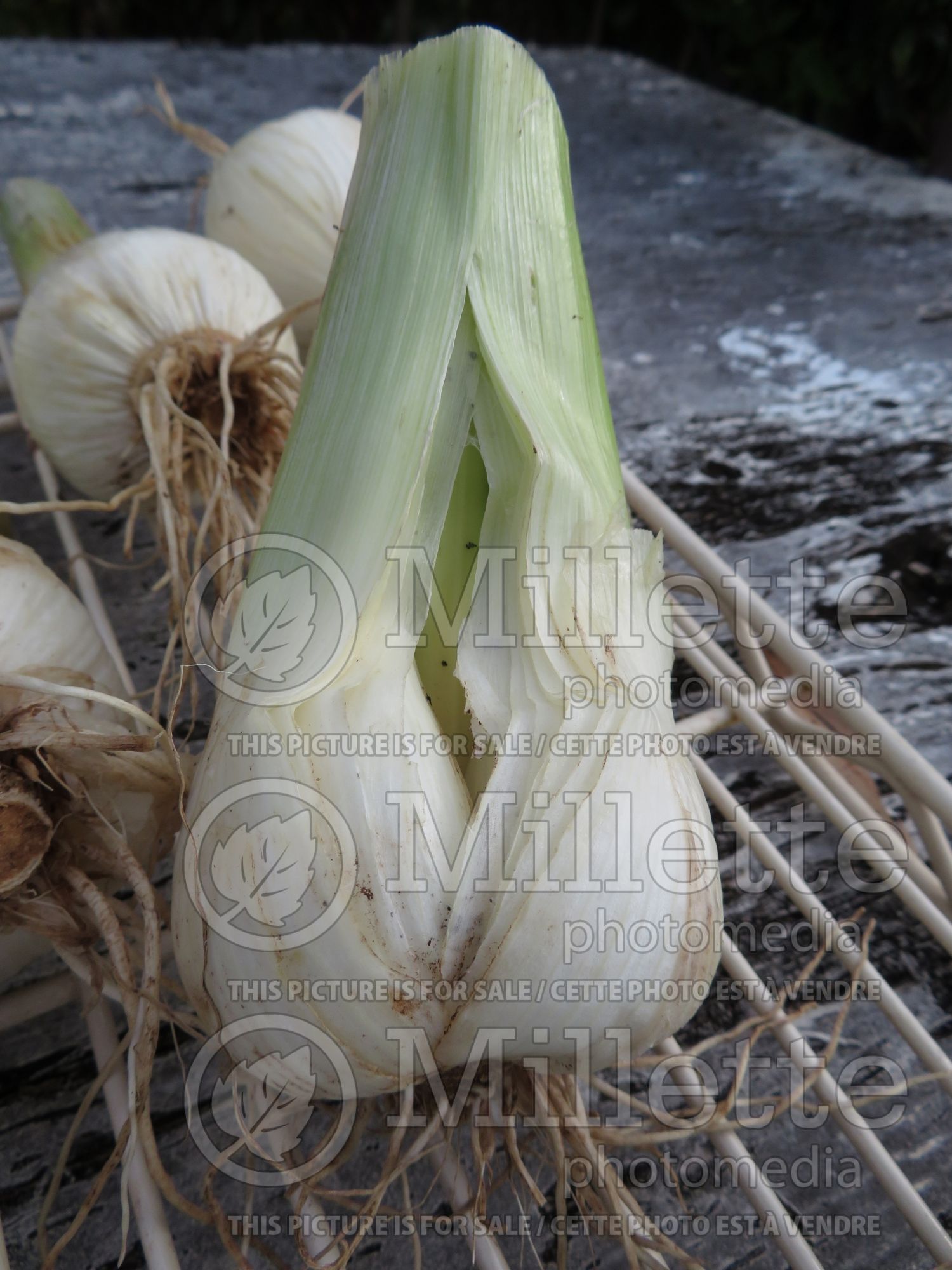 Allium ampeloprasum (Leek vegetable) 9