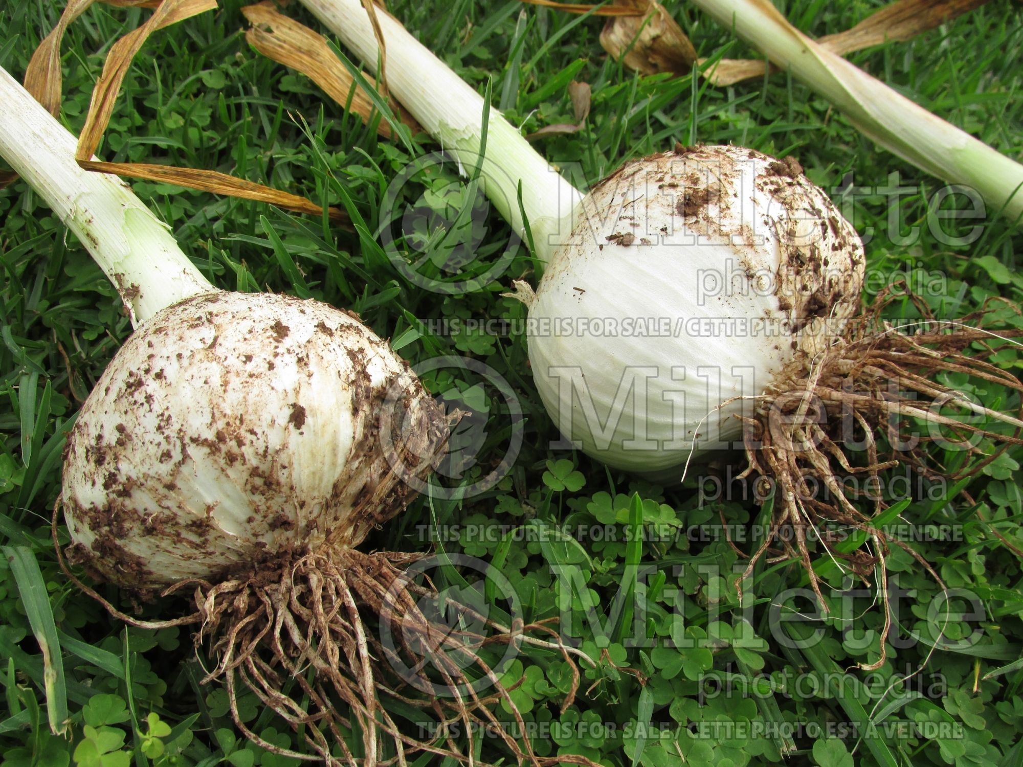 Allium ampeloprasum (Leek vegetable) 10