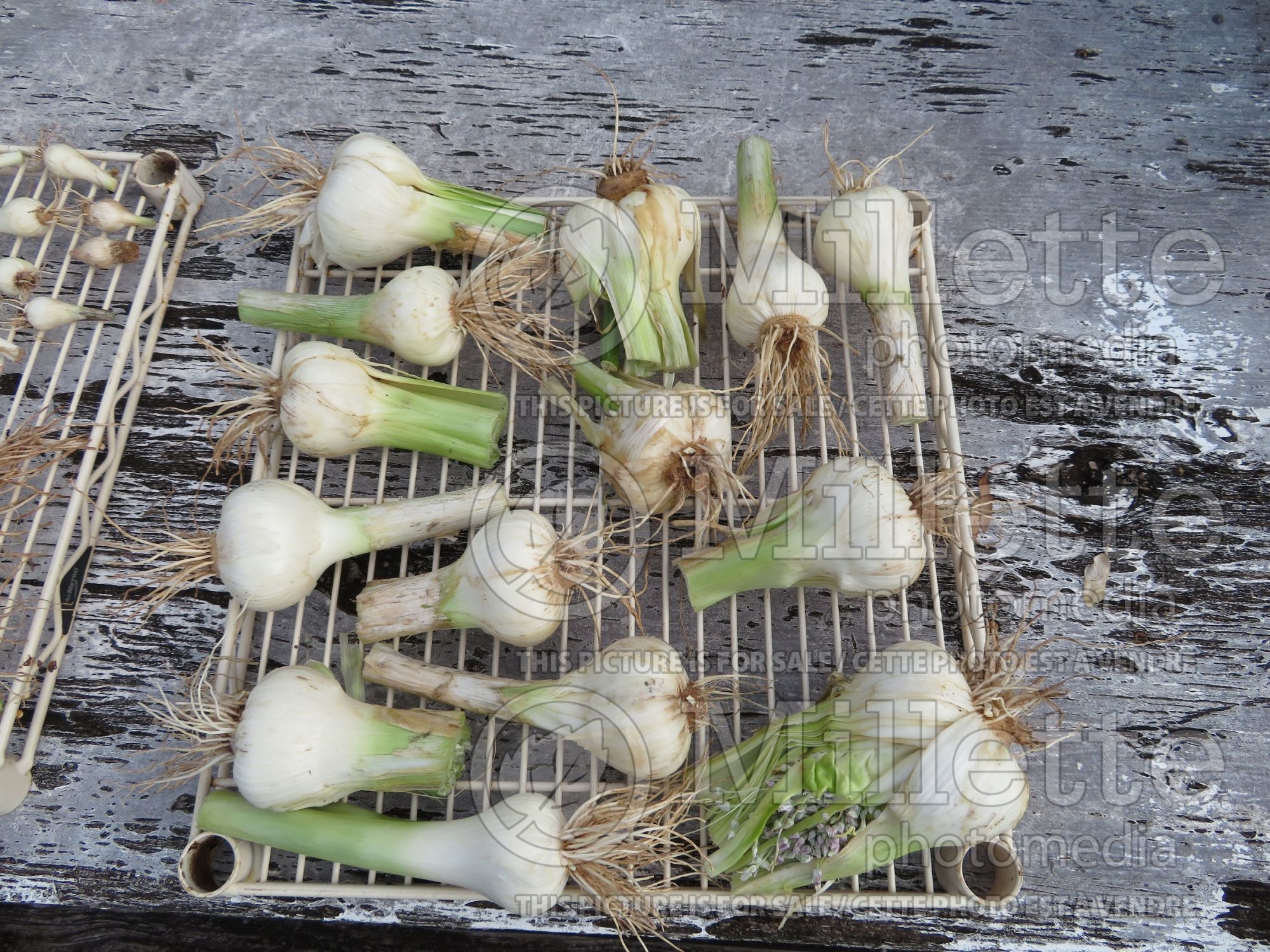 Allium ampeloprasum (Leek vegetable) 11