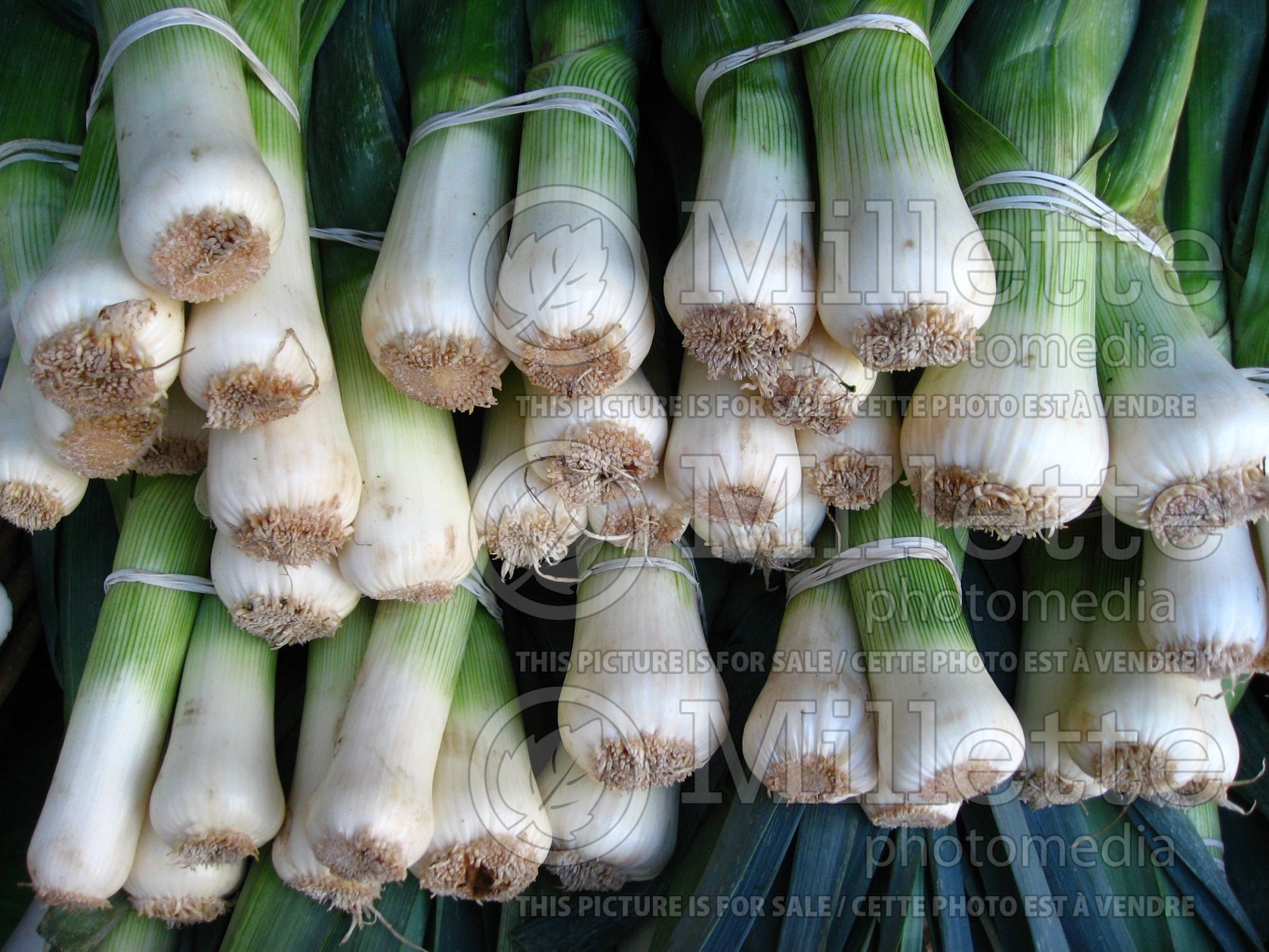 Allium ampeloprasum (Leek vegetable) 3