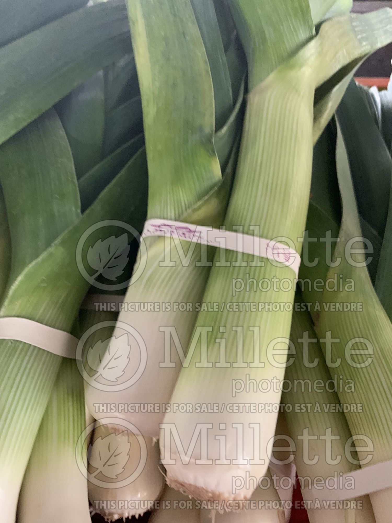 Allium ampeloprasum (Leek vegetable) 1