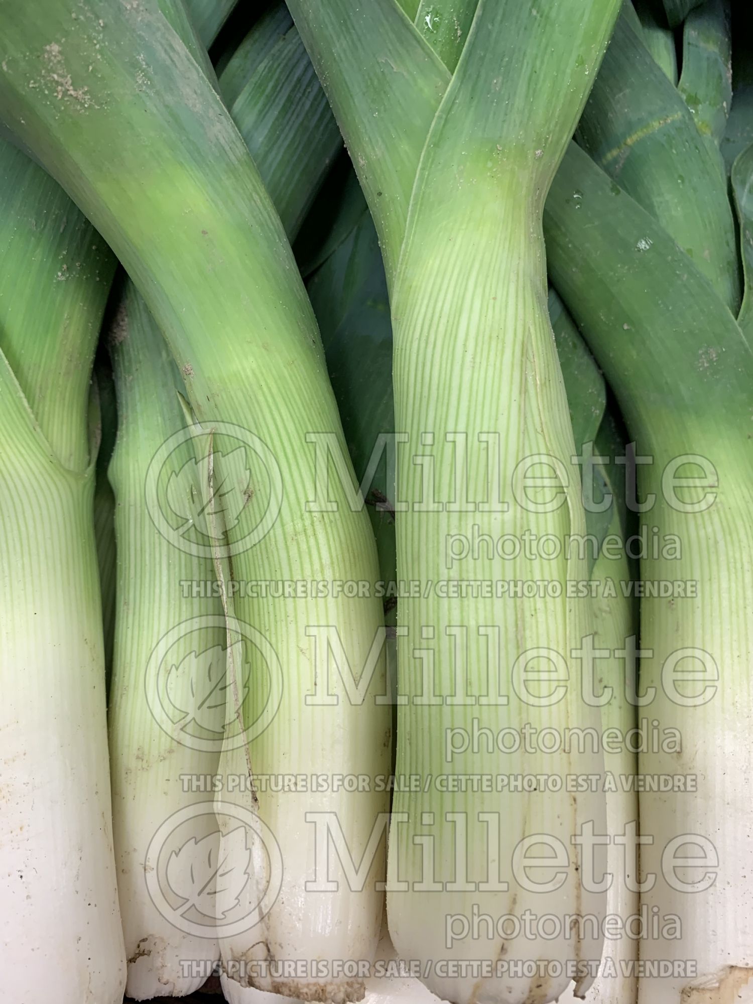 Allium ampeloprasum (Leek vegetable) 2