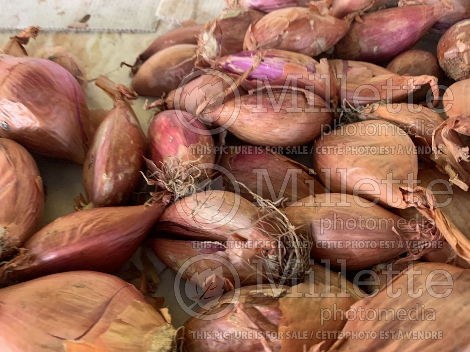 Allium cepa ascalonicum (shallot vegetable - échalotte) 1