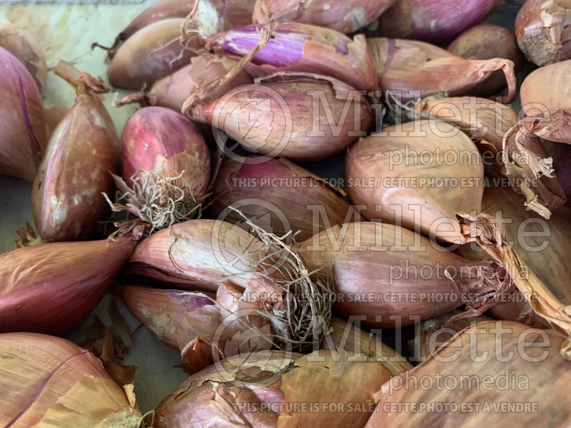 Allium cepa ascalonicum (shallot vegetable - échalotte) 2