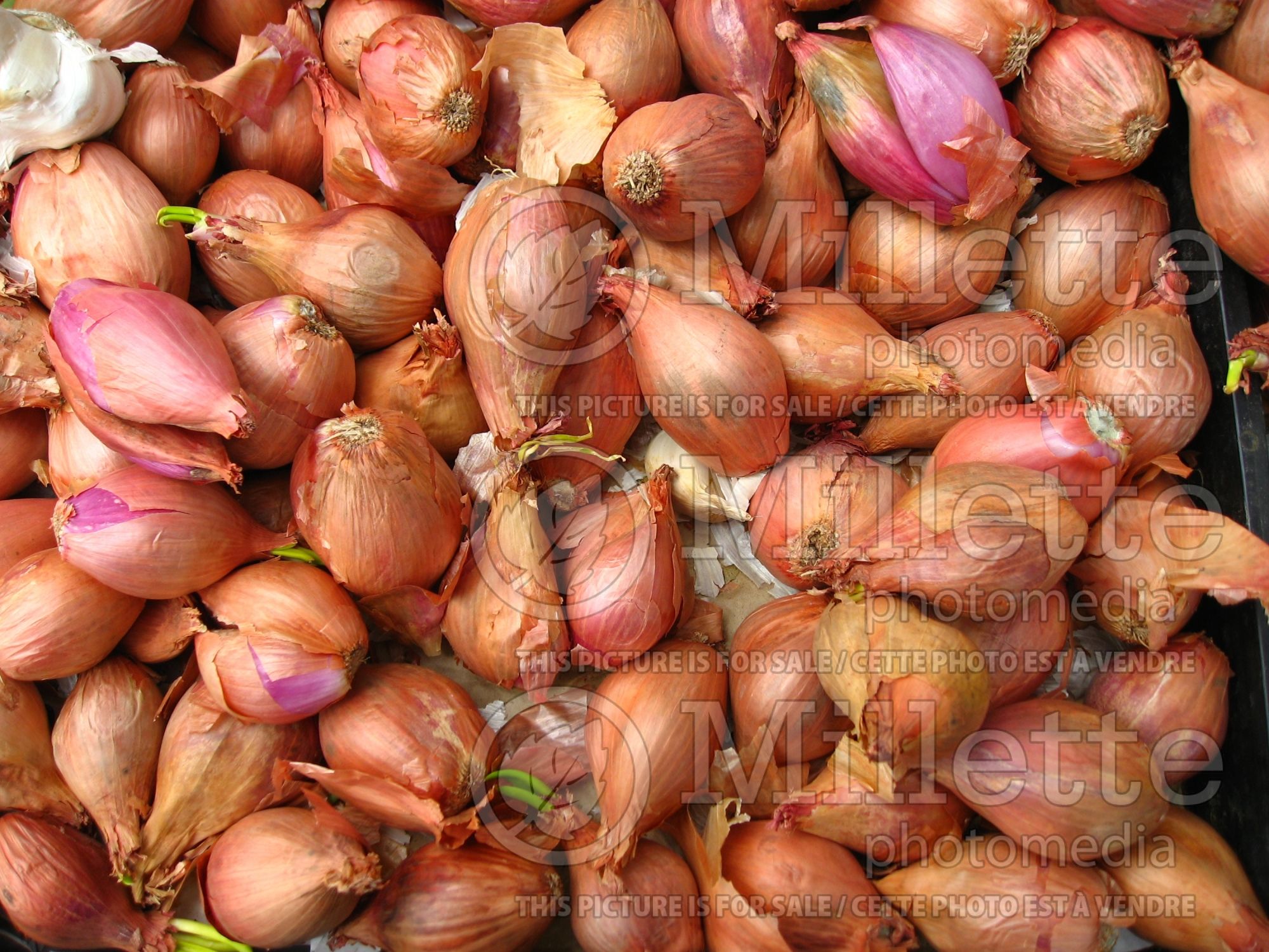 Allium cepa ascalonicum (shallot vegetable - échalotte) 3