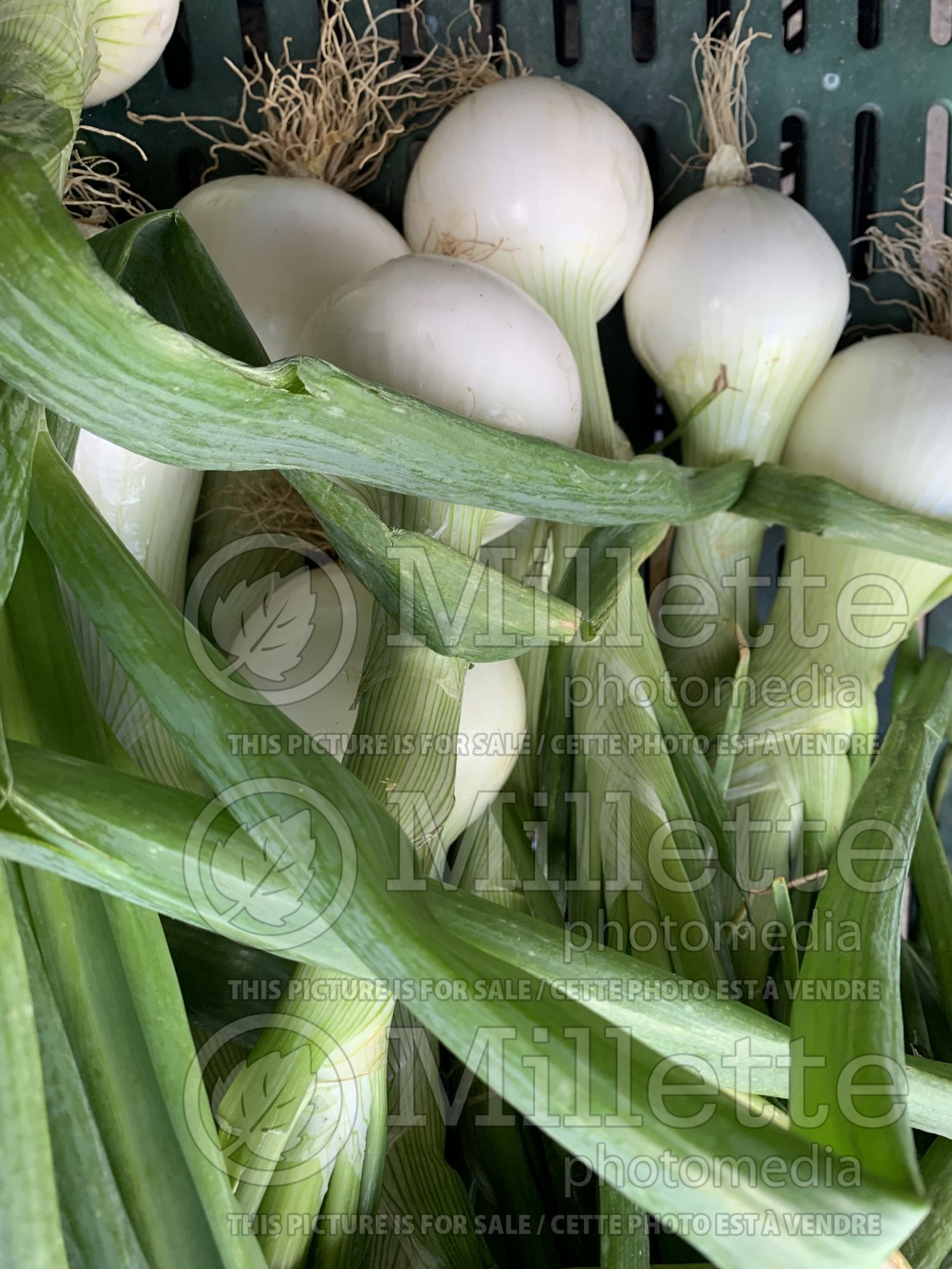 Allium cepa (cambry - spring onion vegetable) 1