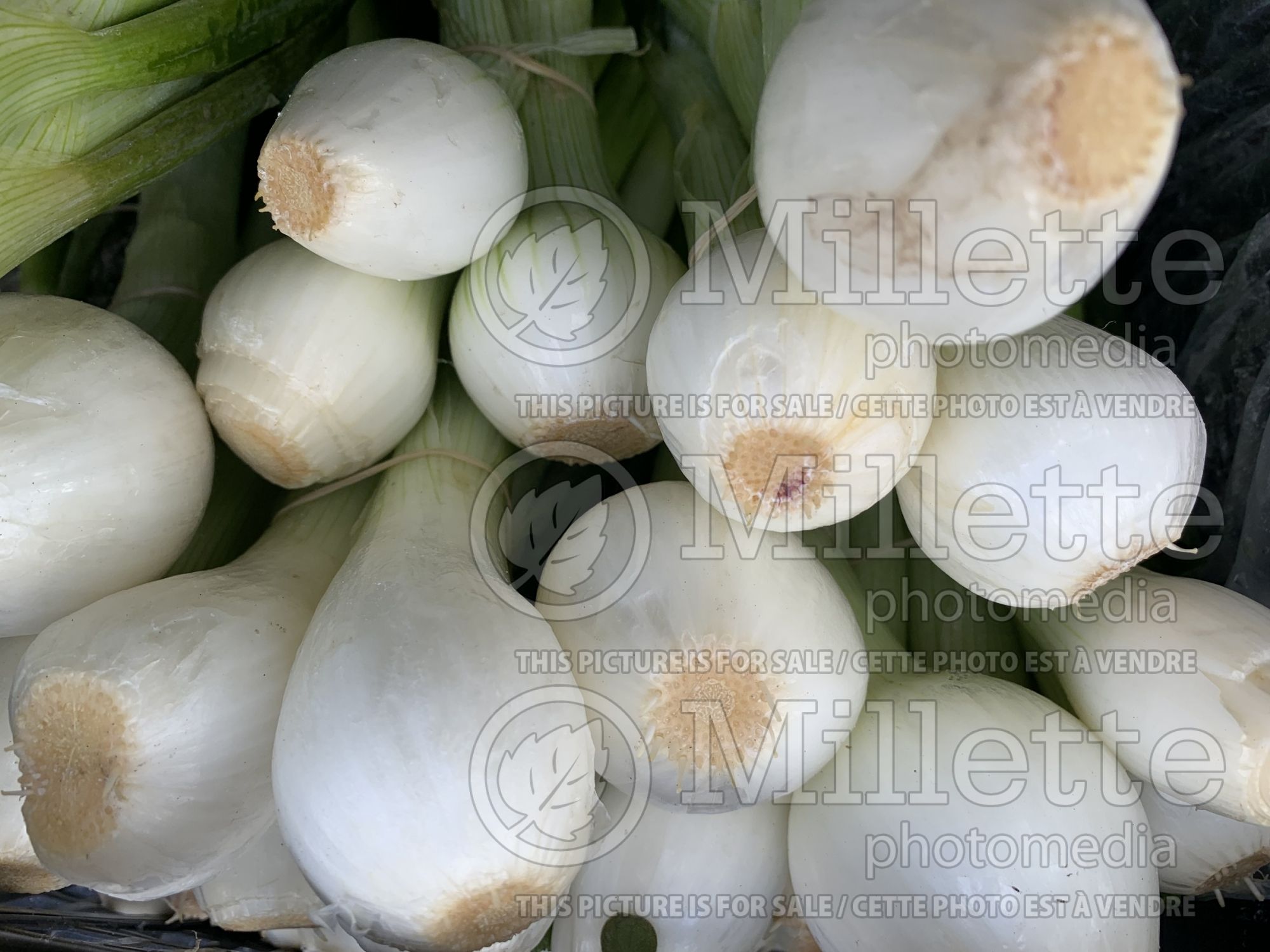 Allium cepa (cambry - spring onion vegetable) 2