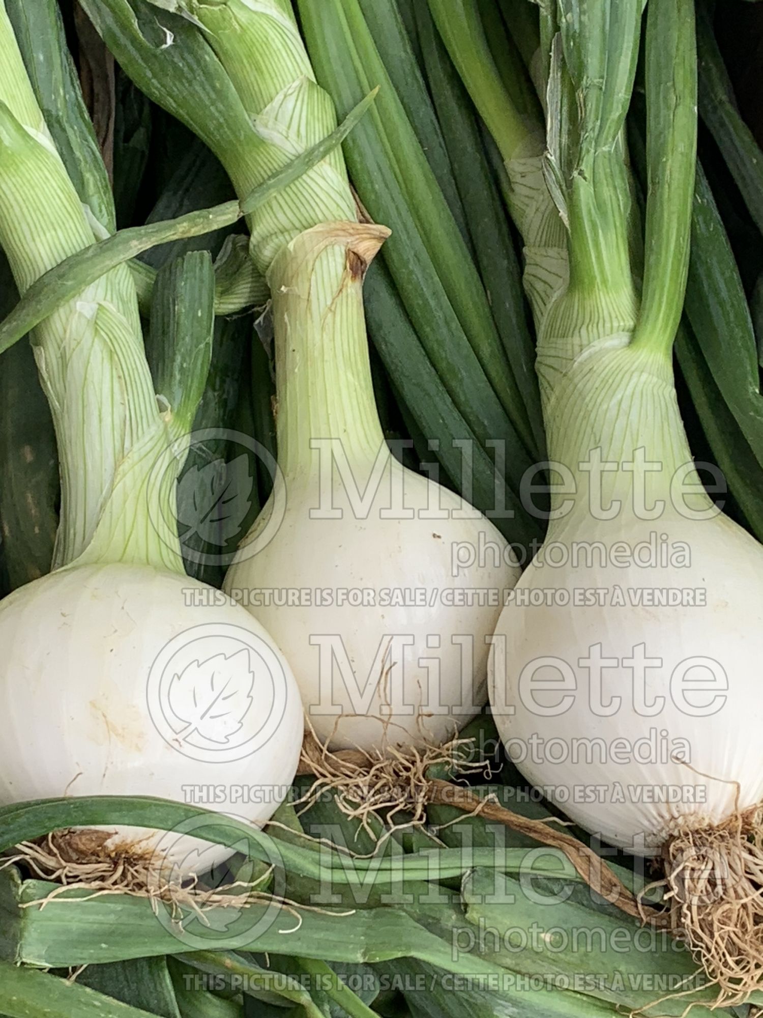 Allium cepa (red onion vegetable) 6