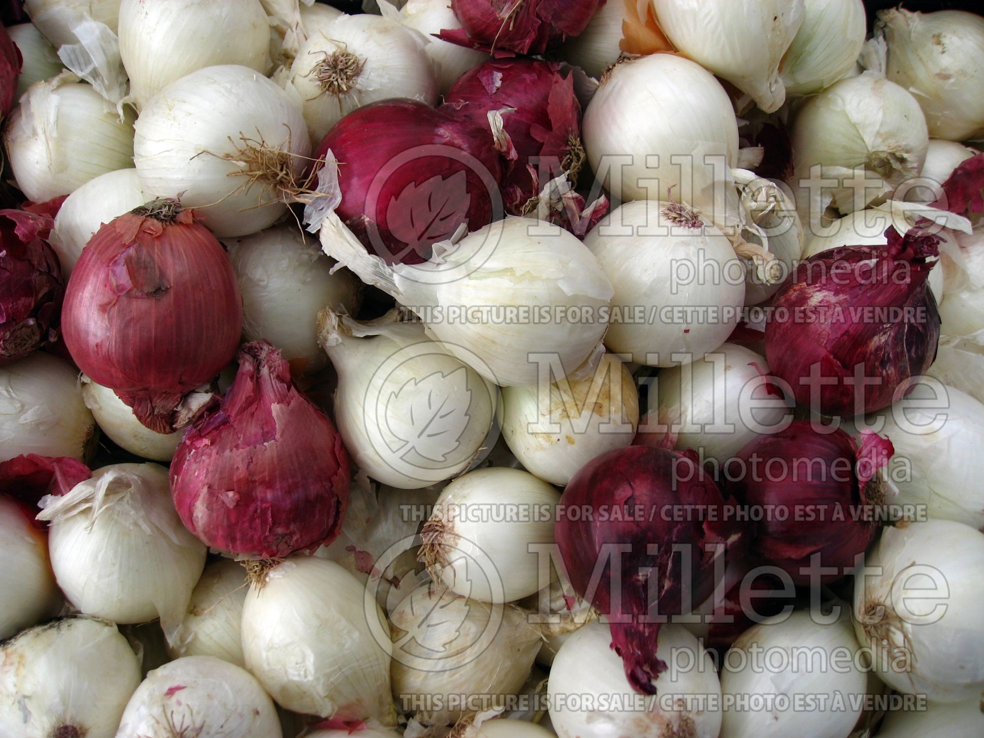 Allium cepa (yellow and red onion vegetable) 32