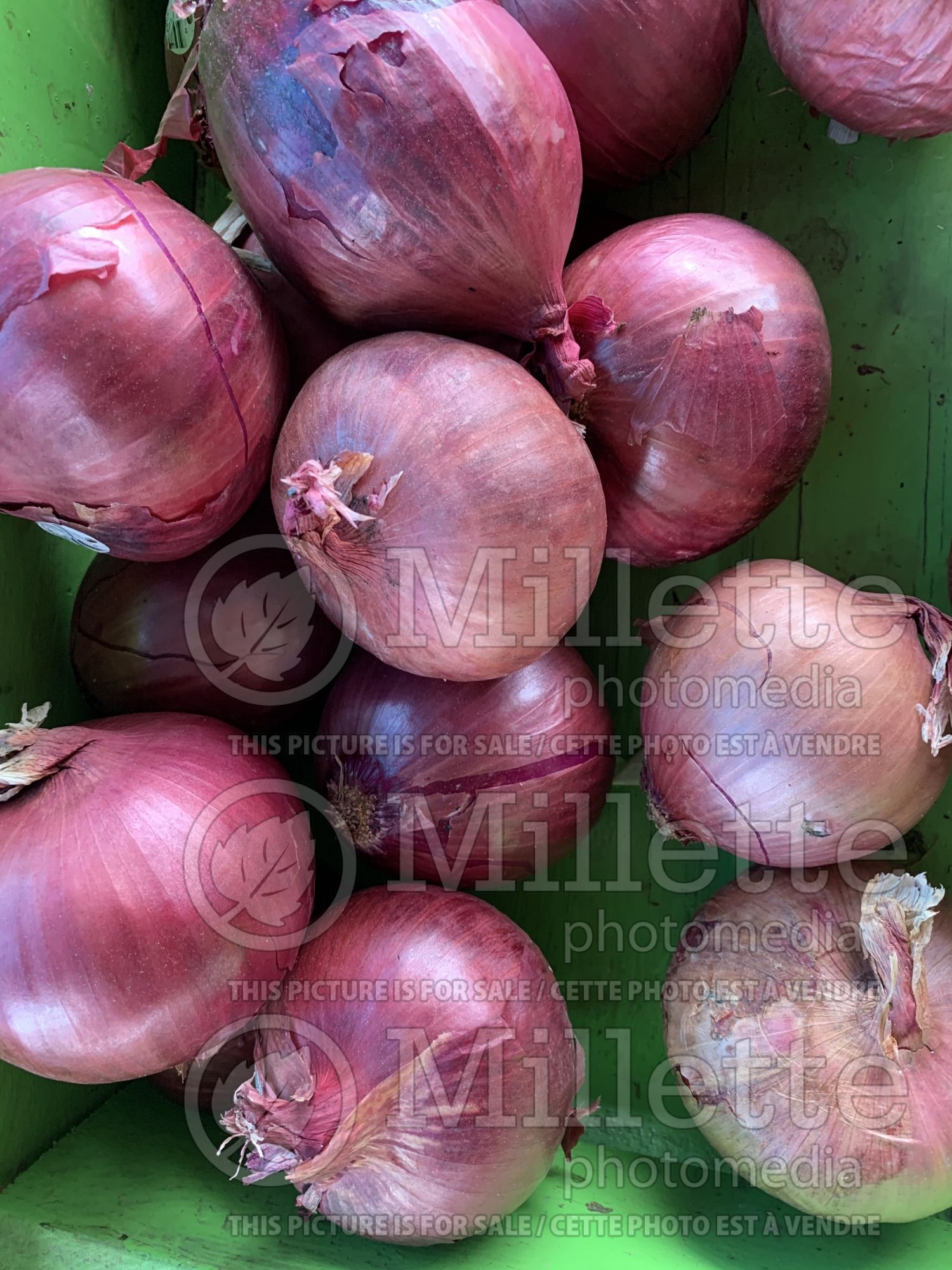 Allium cepa (red onion vegetable) 2