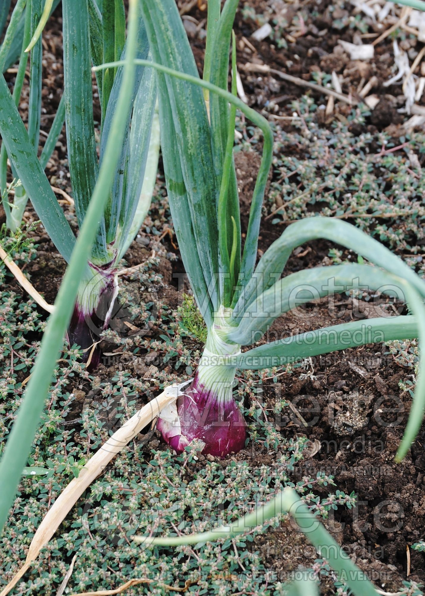 Allium Ruby Ring (Onions vegetable) 1