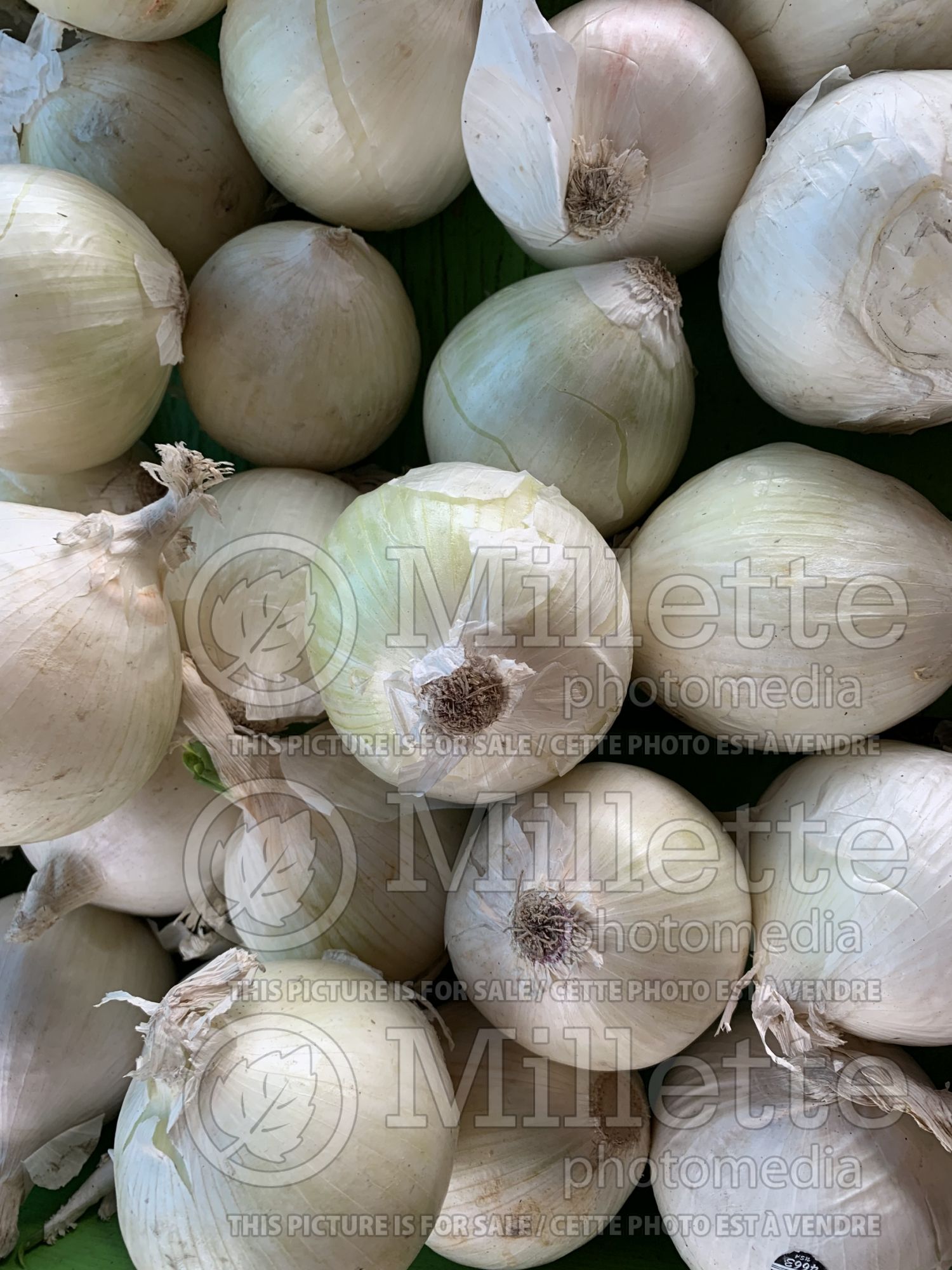 Allium cepa (white onion vegetable) 2