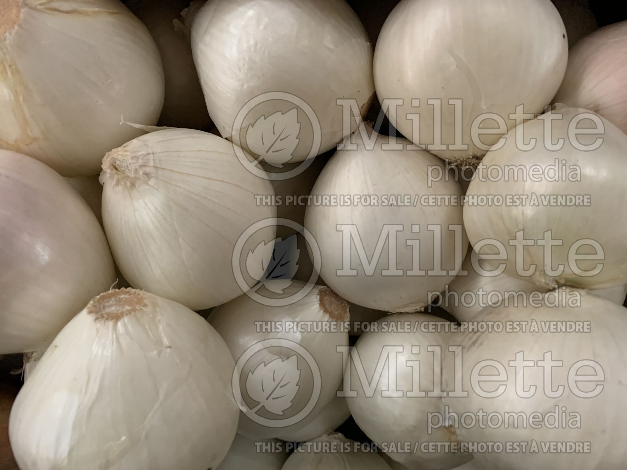 Allium cepa (white onion vegetable) 3