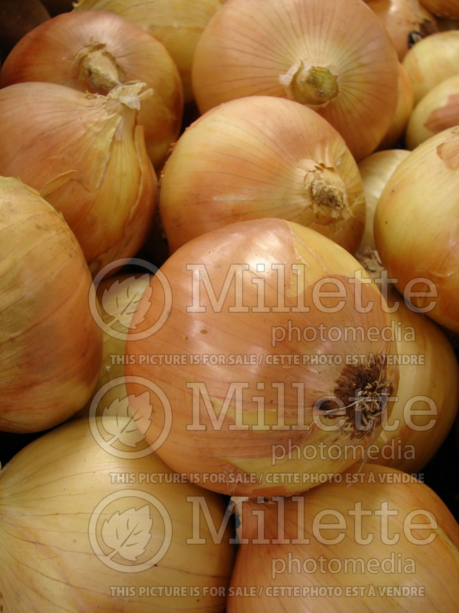 Allium cepa (yellow onion vegetable) 2