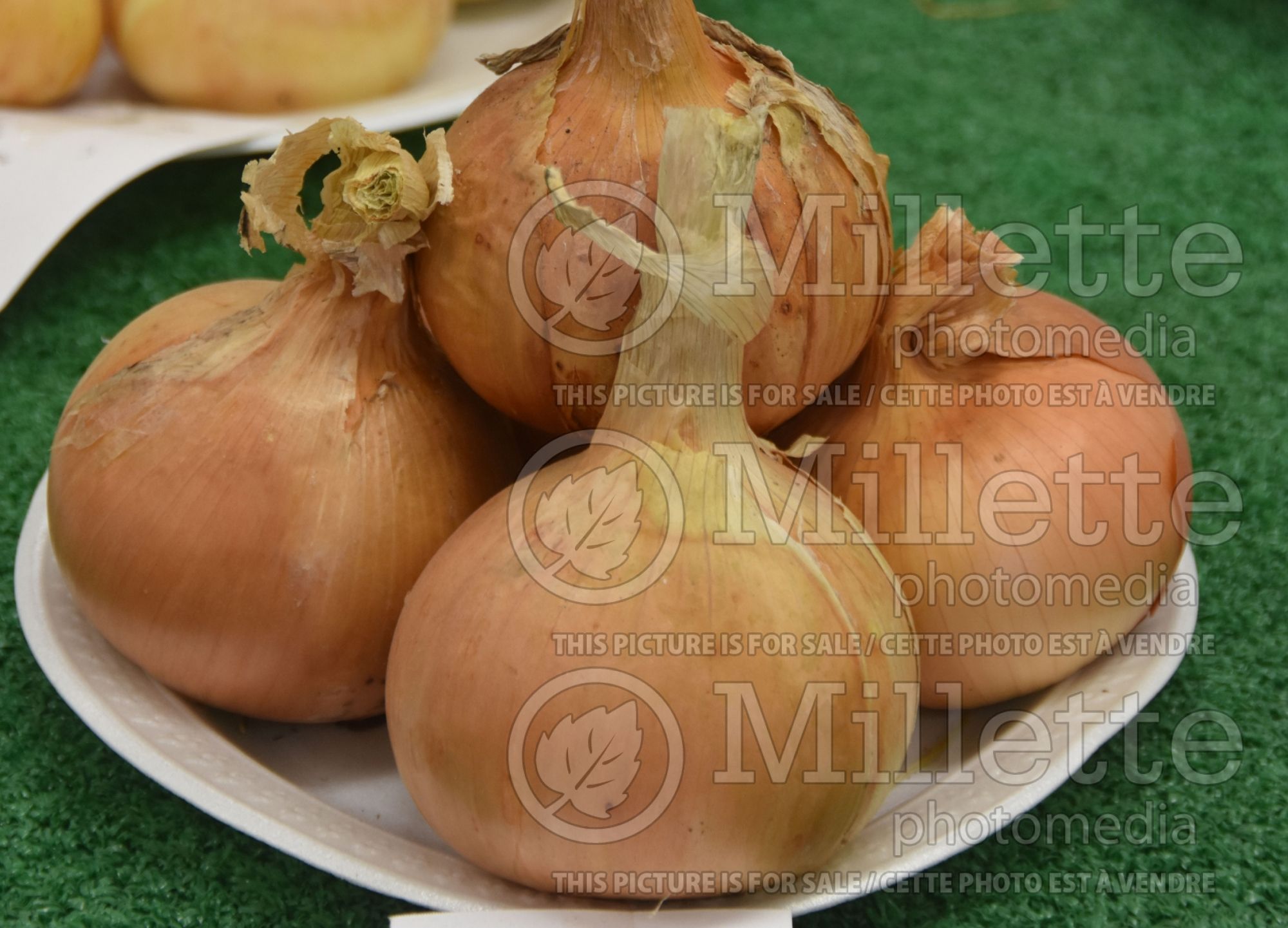 Allium Yellow Globe (Onions vegetable) 1