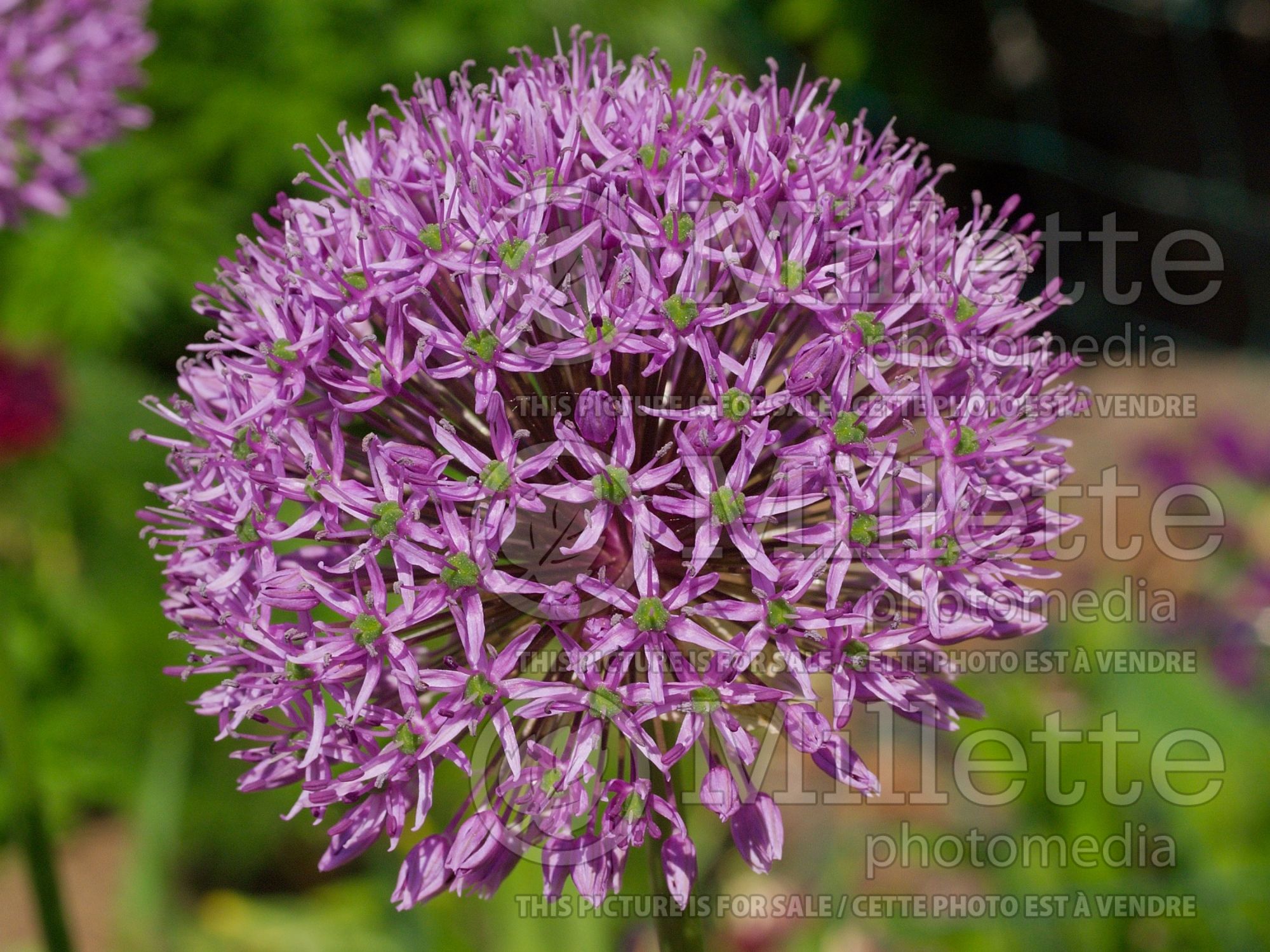 Allium Gladiator (Ornamental Onion) 8
