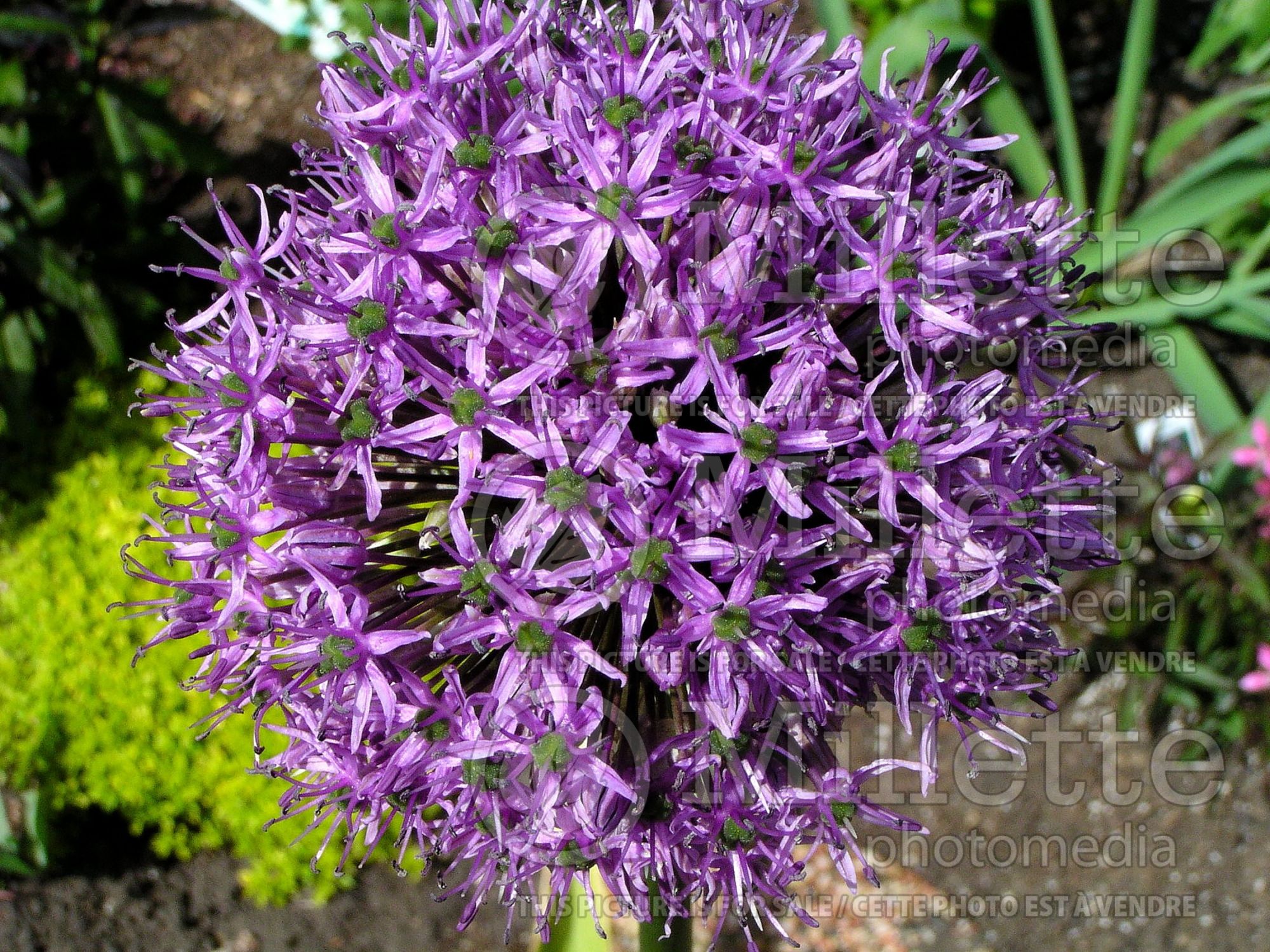 Allium Gladiator (Ornamental Onion) 7