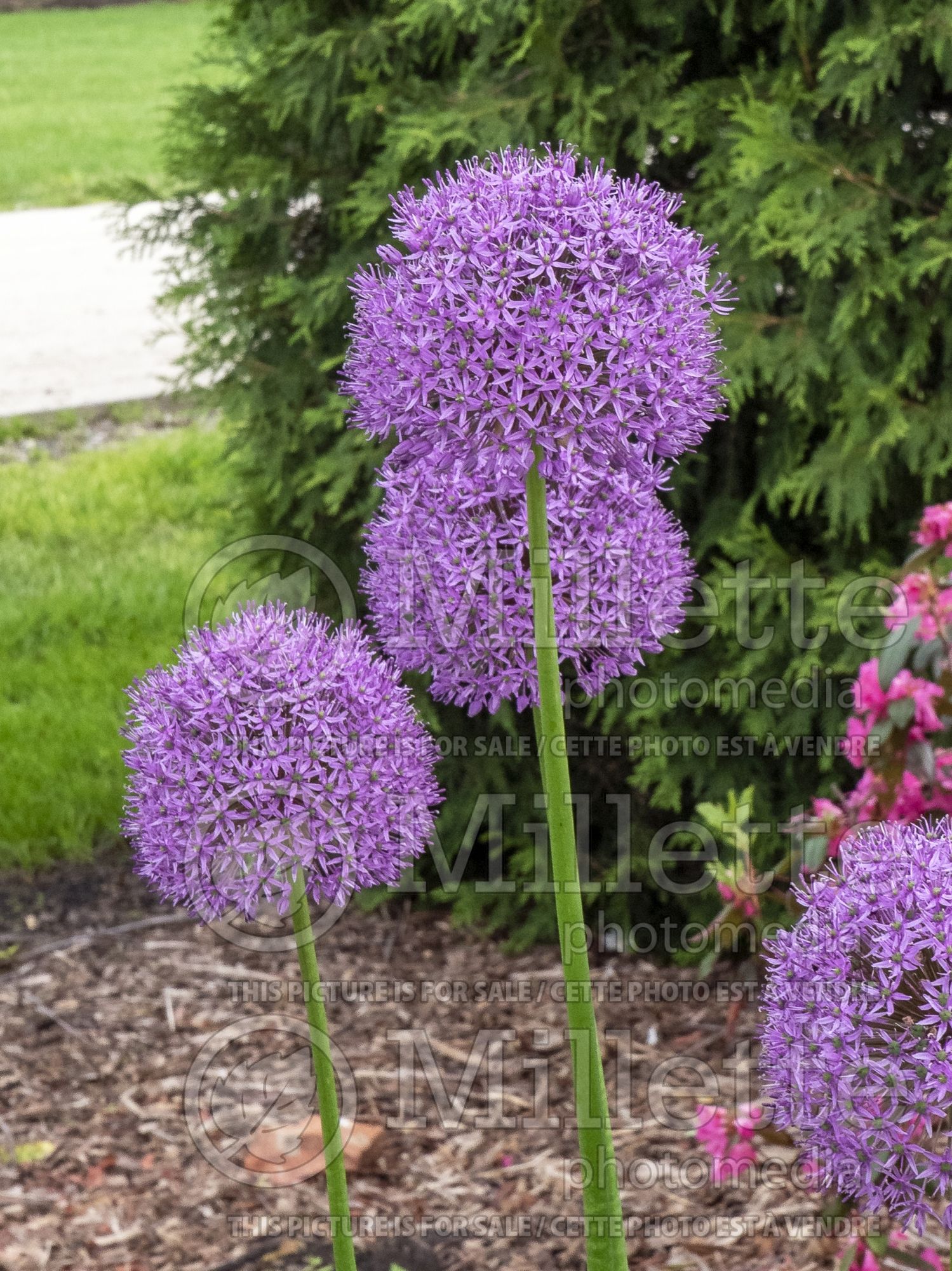Allium Lucy Ball (Garlic) 1