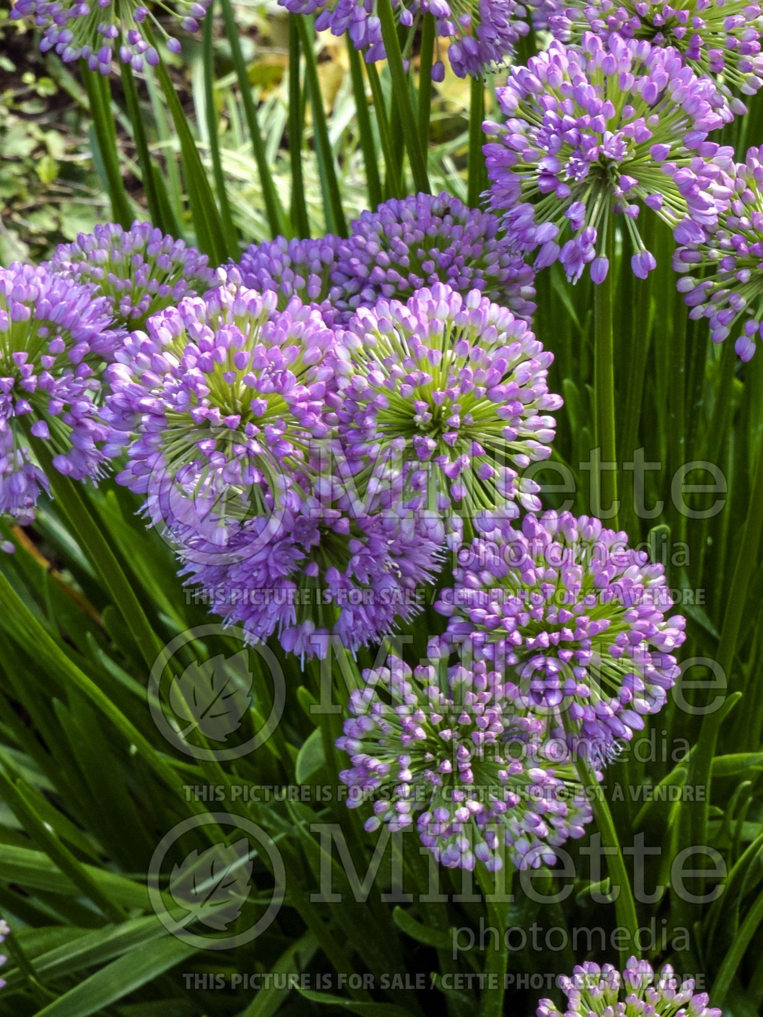 Allium Millenium (Ornamental Onion) 17