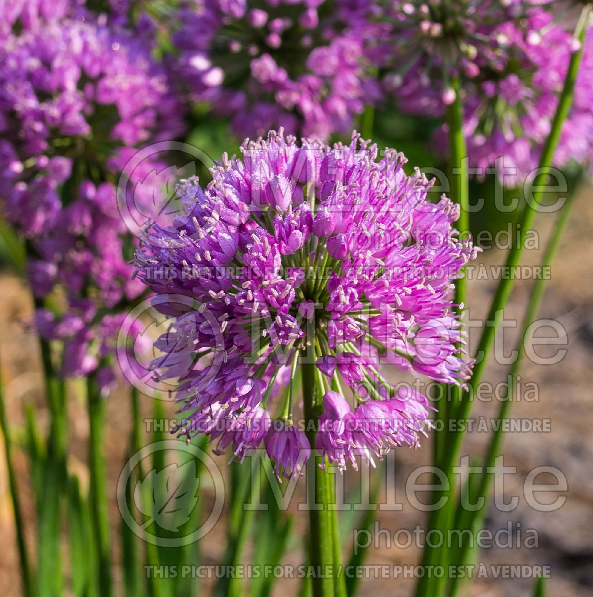 Allium Millenium (Ornamental Onion) 10