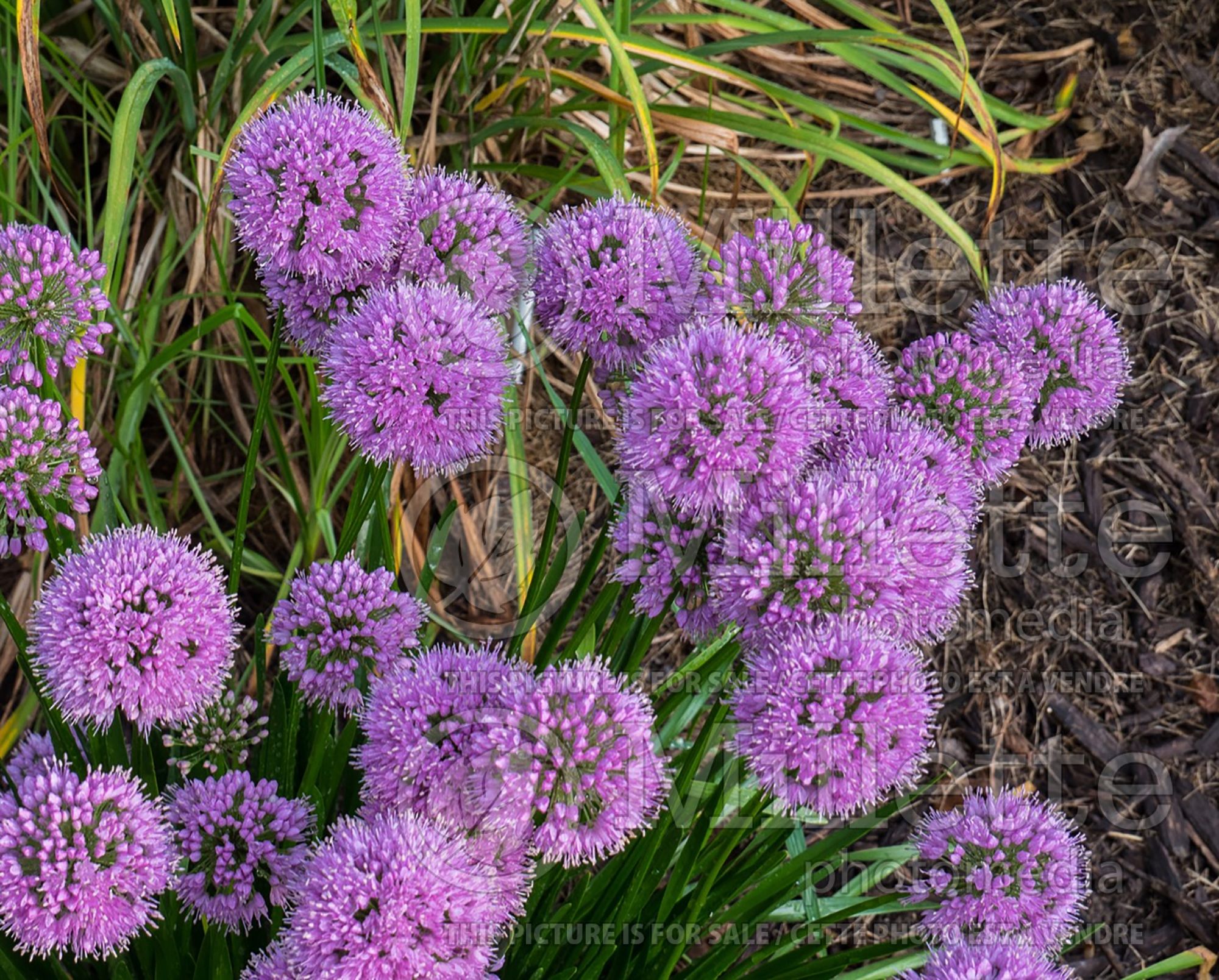 Allium Millenium (Ornamental Onion) 11