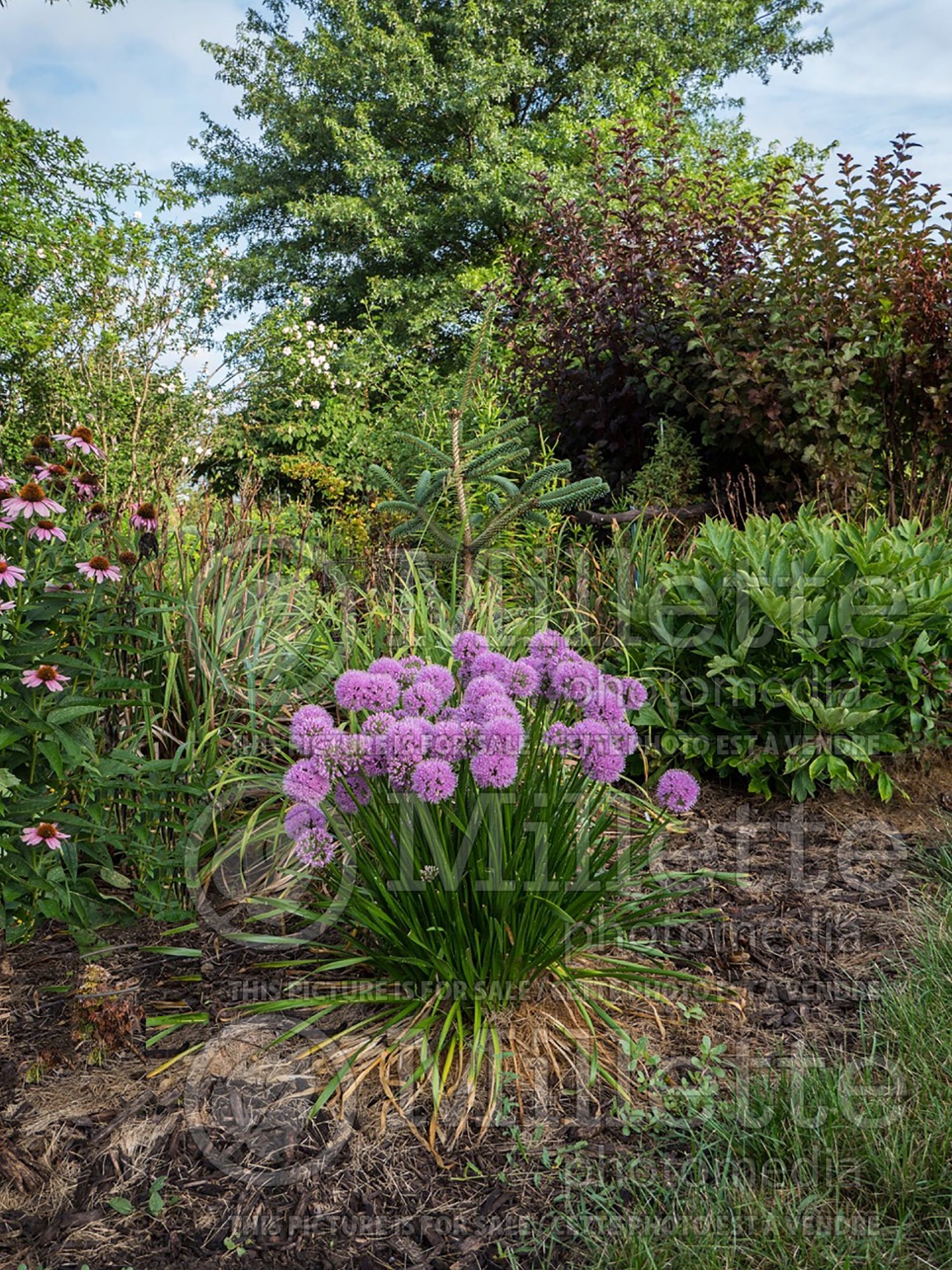 Allium Millenium (Ornamental Onion) 12