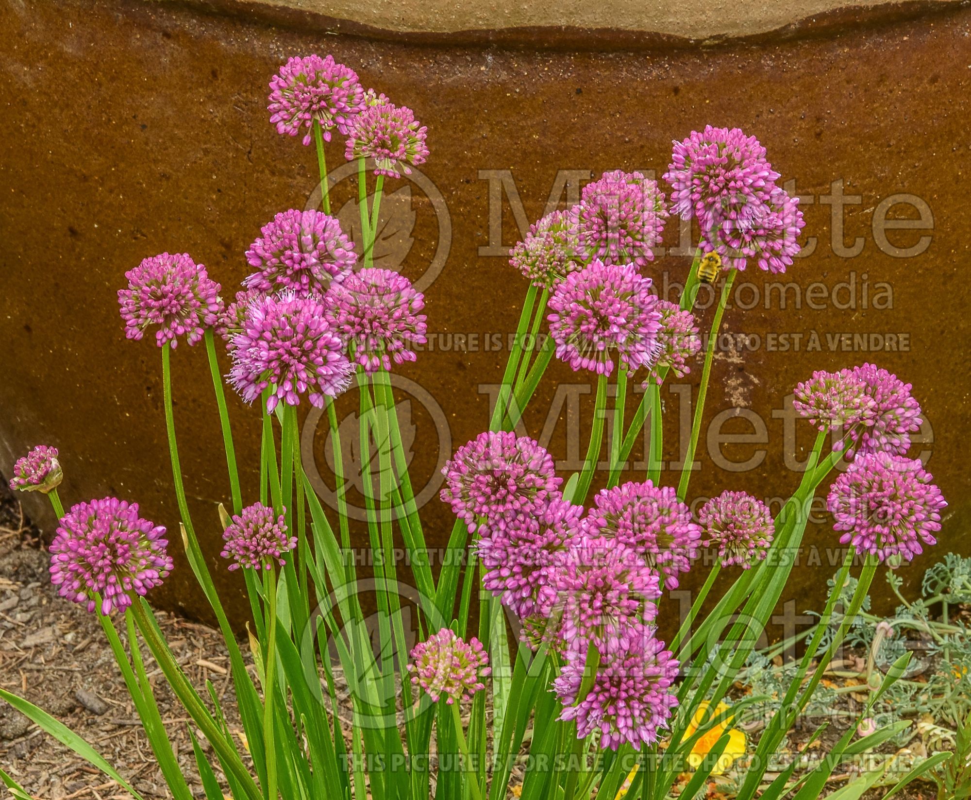Allium Millenium (Ornamental Onion) 18
