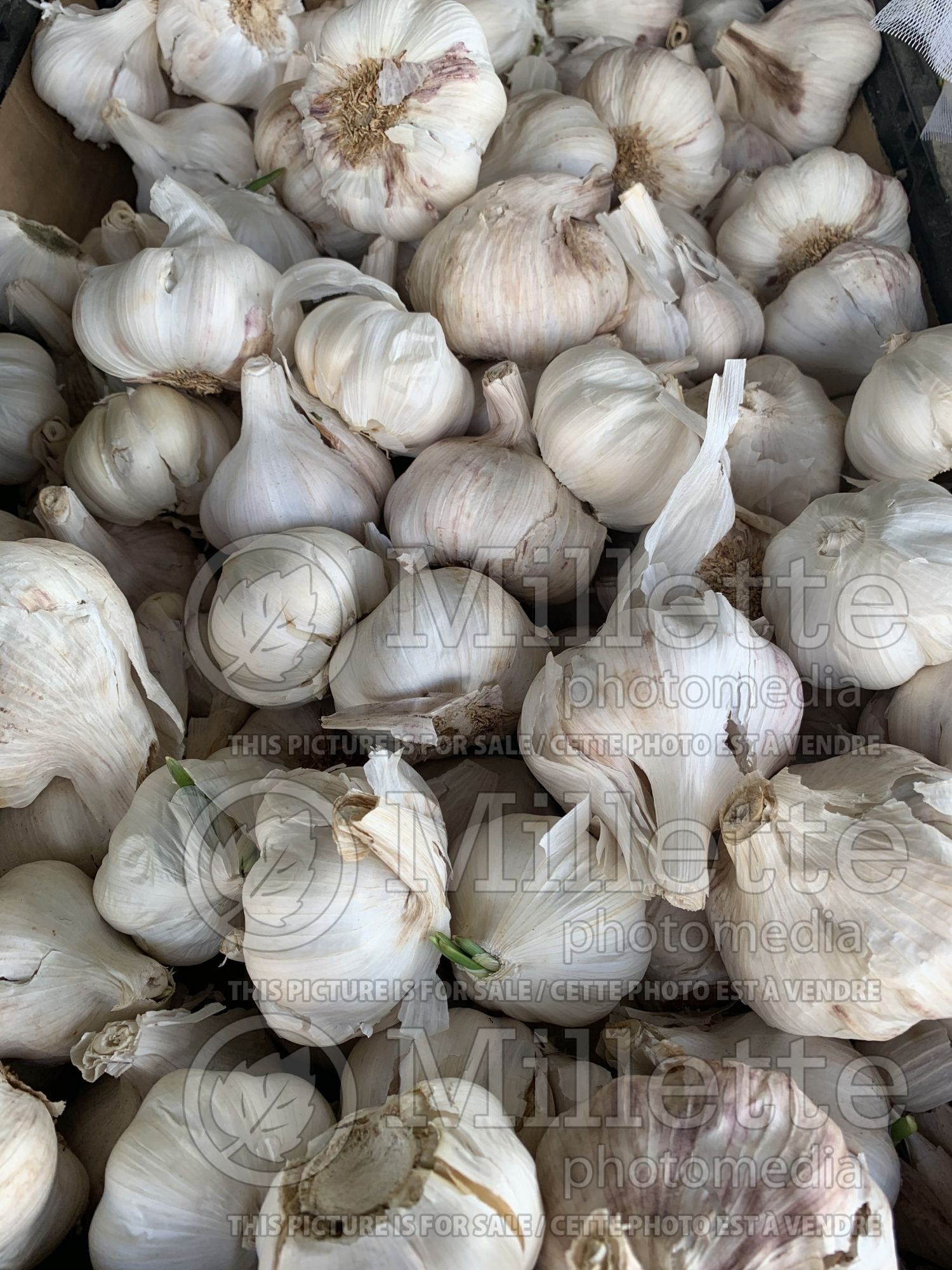 Allium sativum (Garlic vegetable) 3